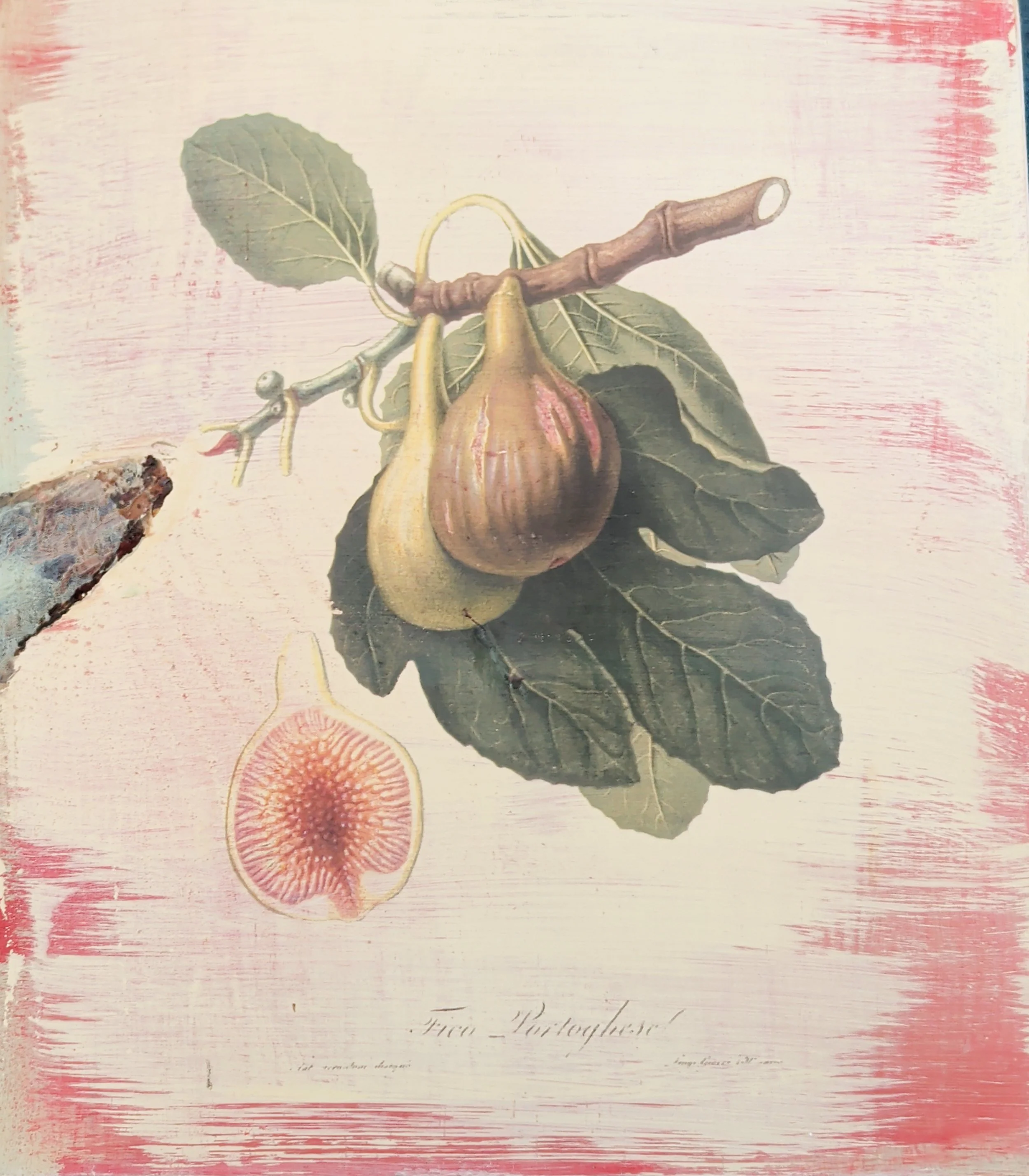 VINTAGE FIGS