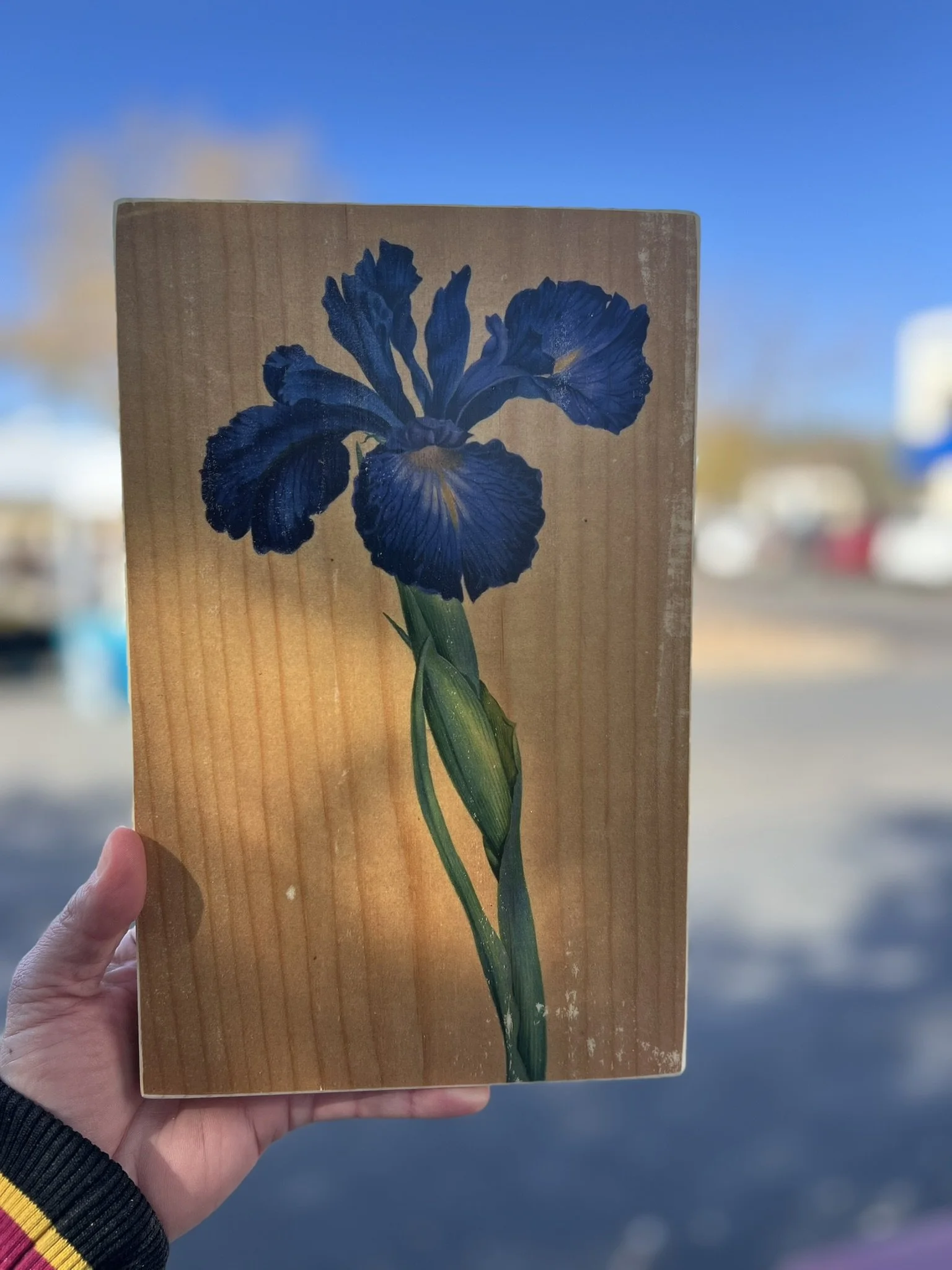 BLUE IRIS