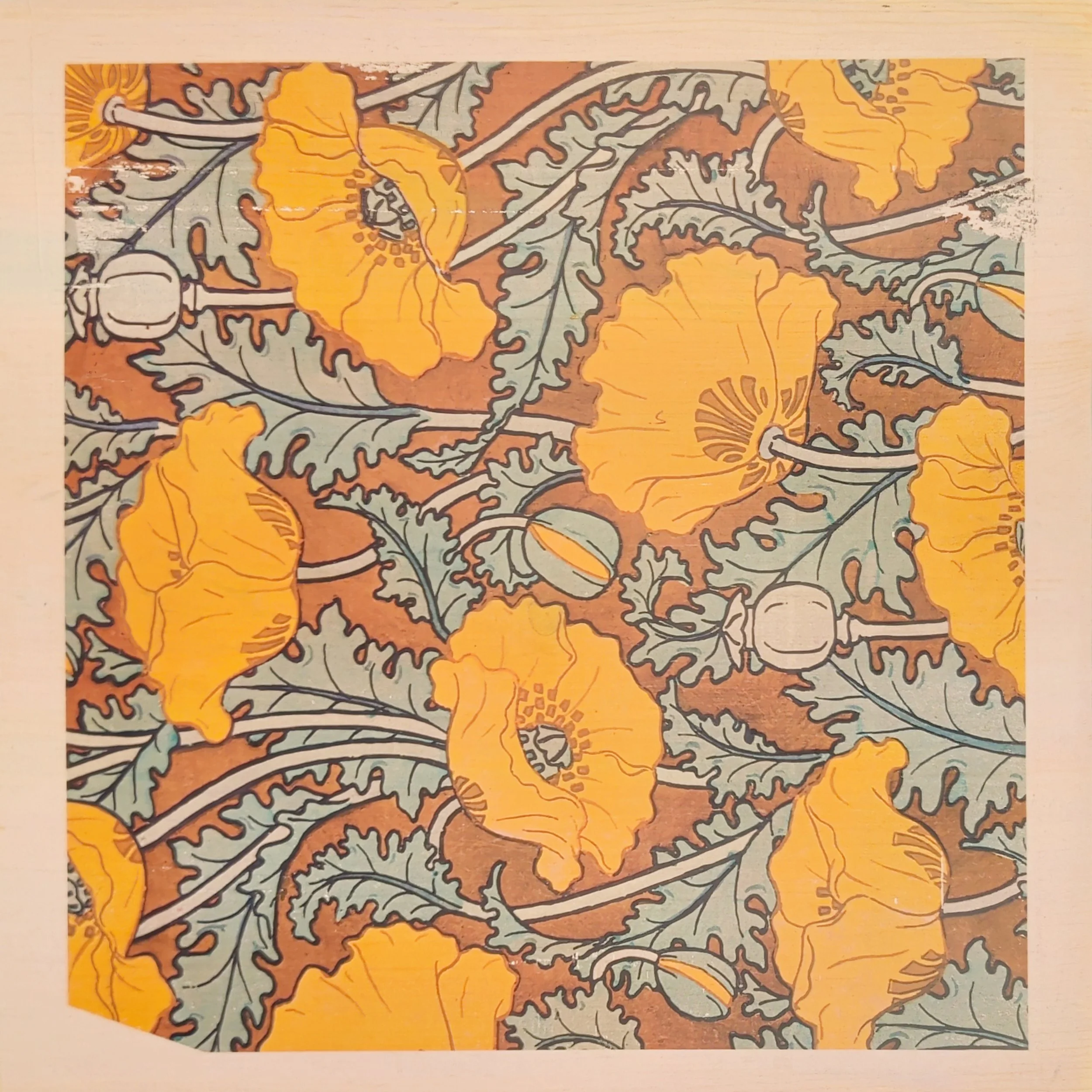 GOLDEN POPPIES