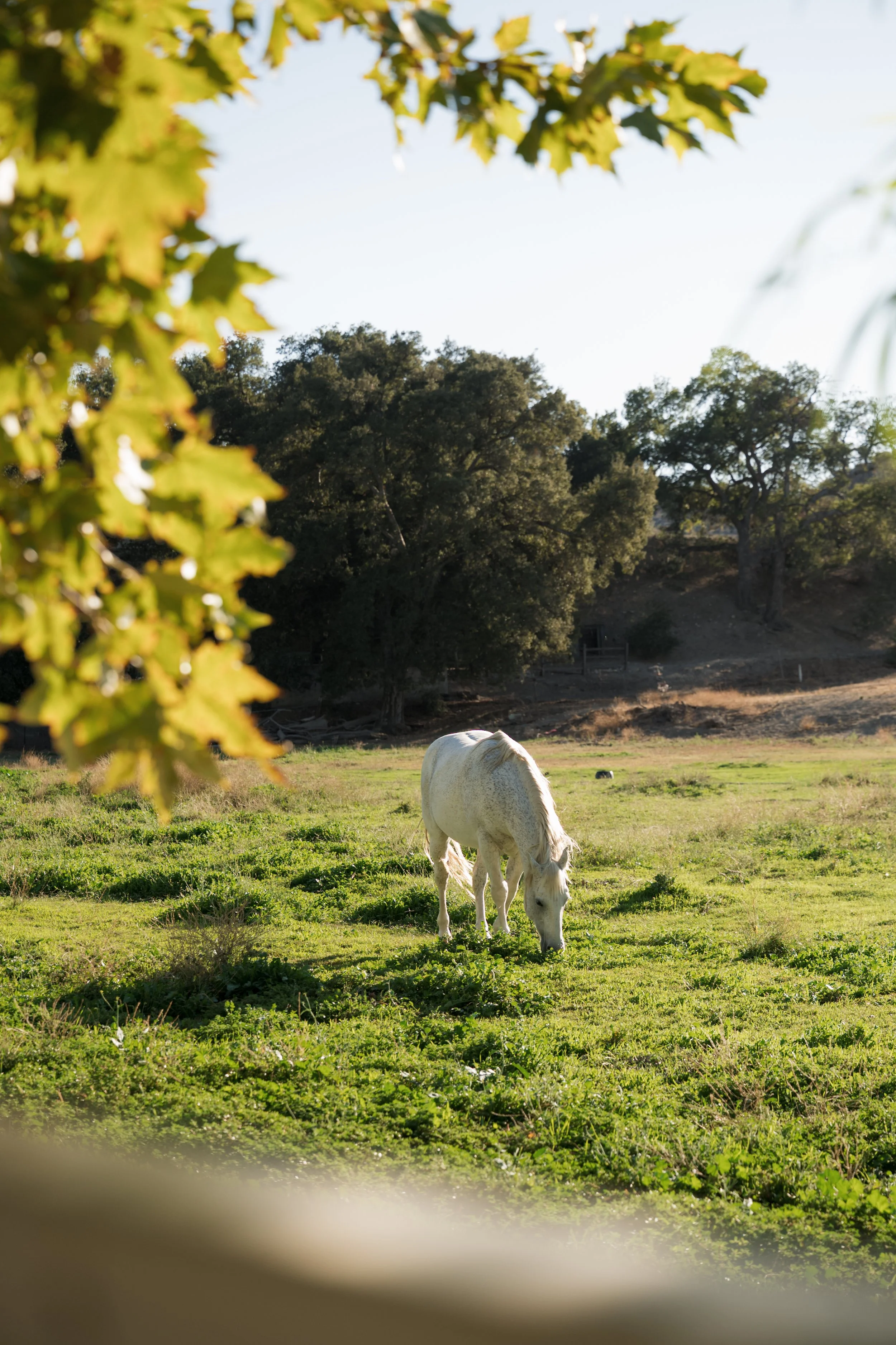 ALYSSALIZARRAGA_TRIUMPH-7 copy.jpg