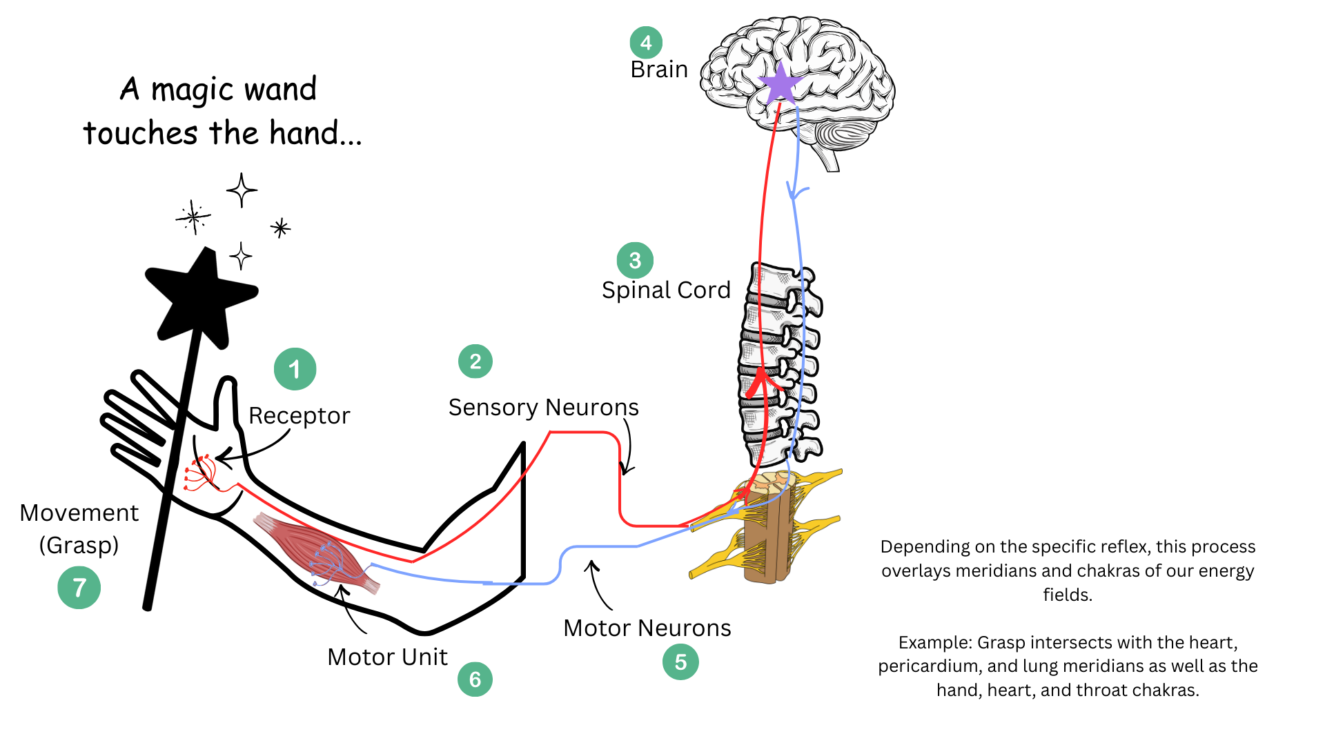 How Do Reflexes Combine our different sytems? — Angela PT