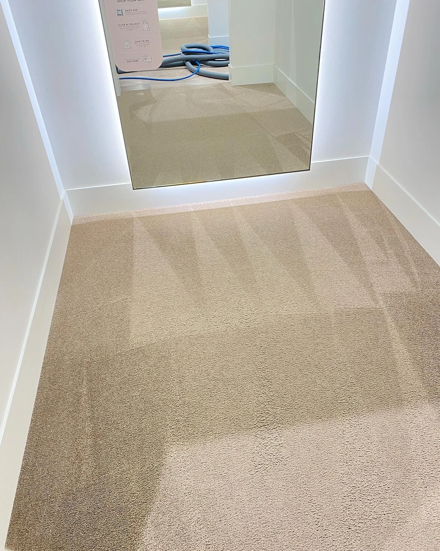 Champion Carpet & Tile Cleaning + Pest Management