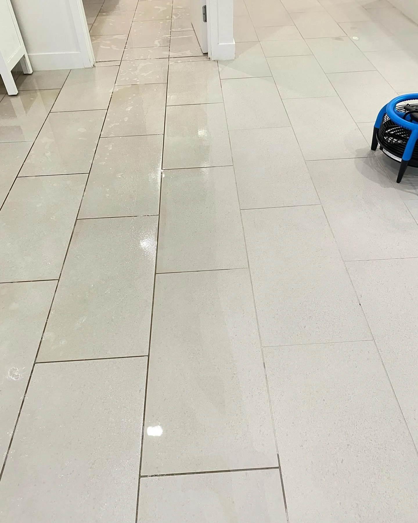 Champion Carpet & Tile Cleaning + Pest Management