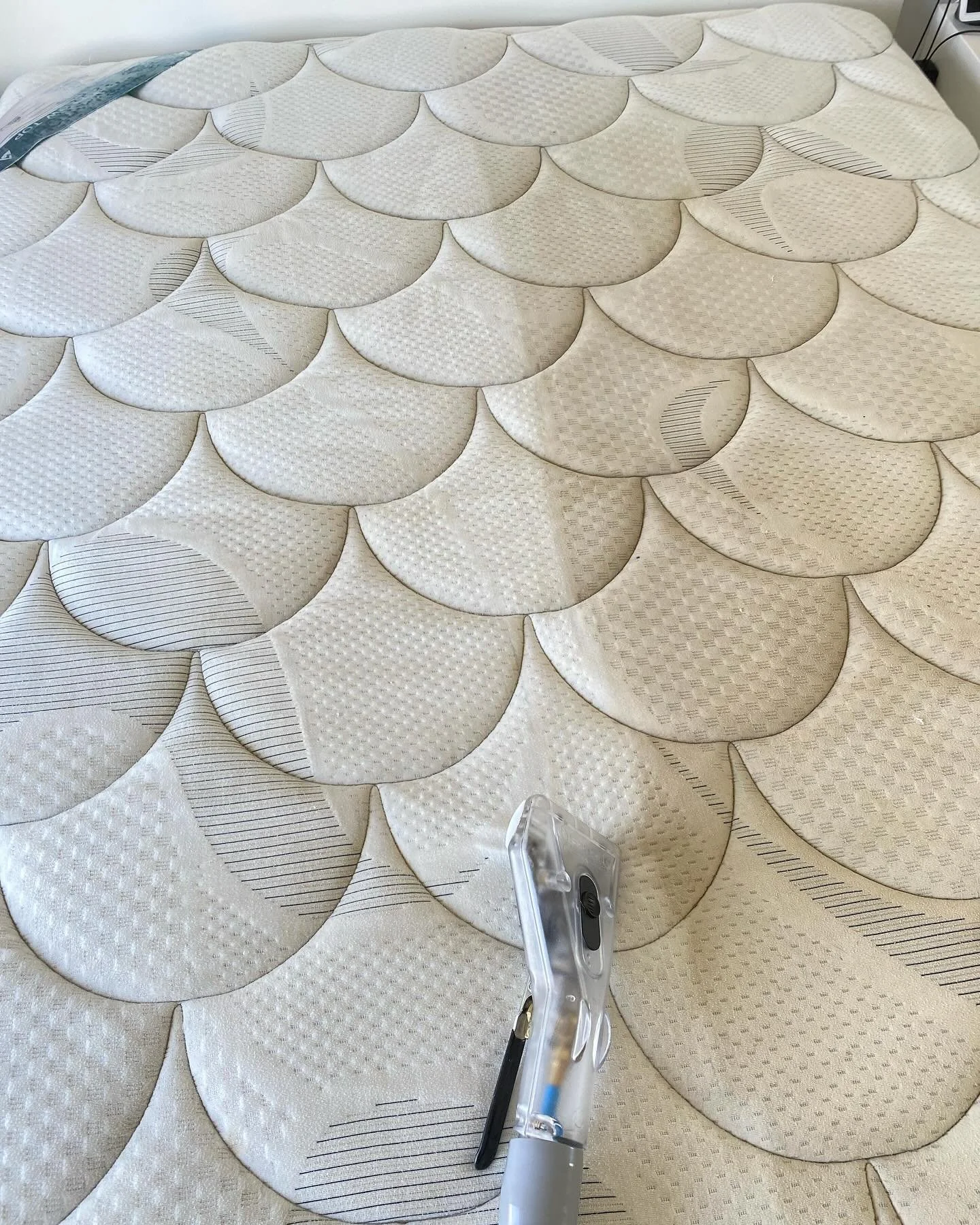 Champion Carpet & Tile Cleaning + Pest Management