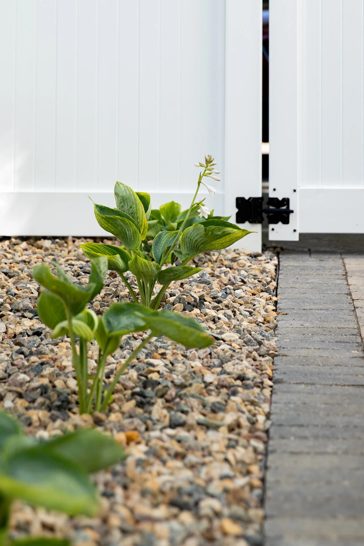 angusbackyard_WEB-15.jpg