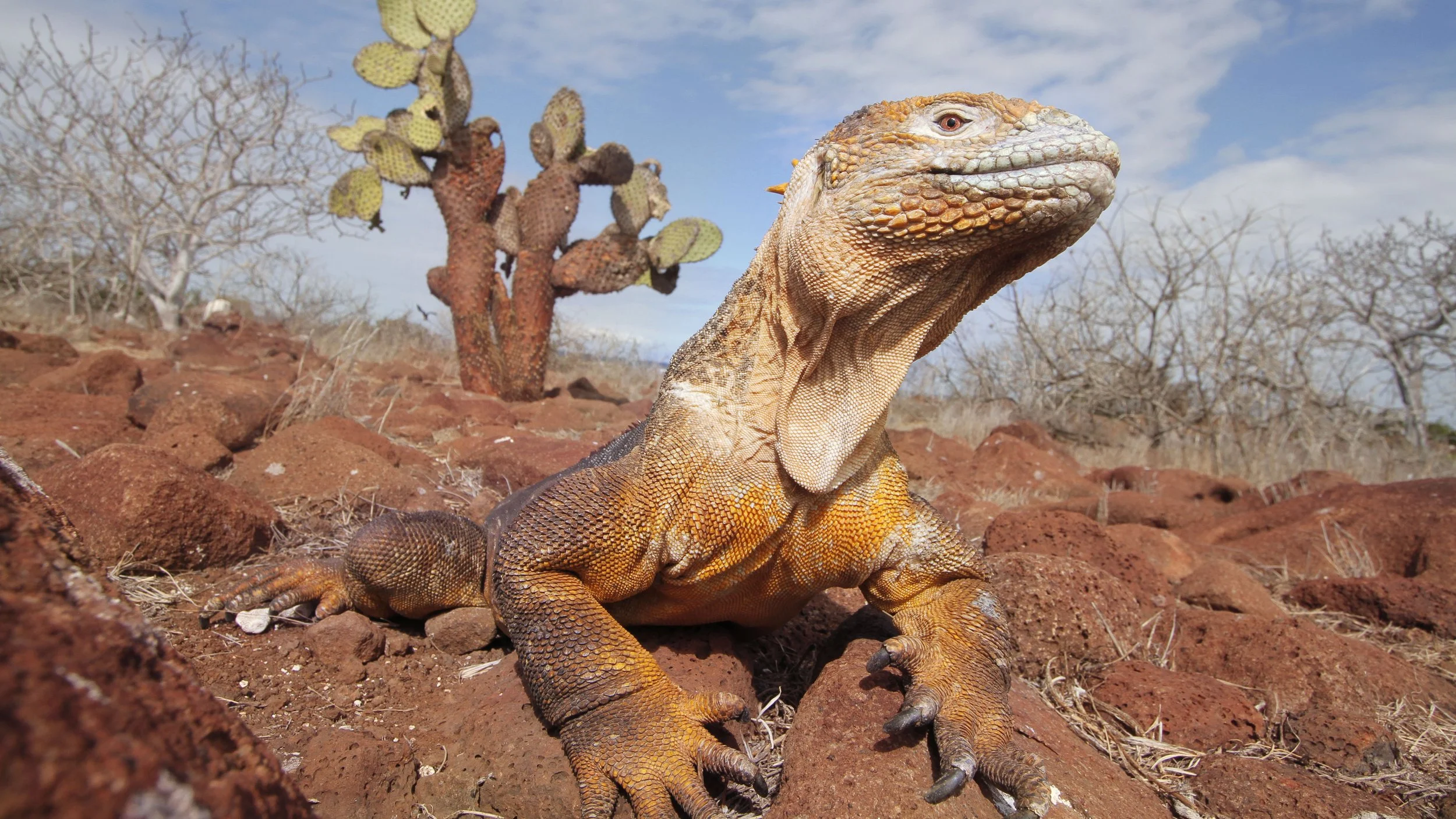Galapagos_SantaFe_LandIguana_AridZoneLandscape_ATC.jpg