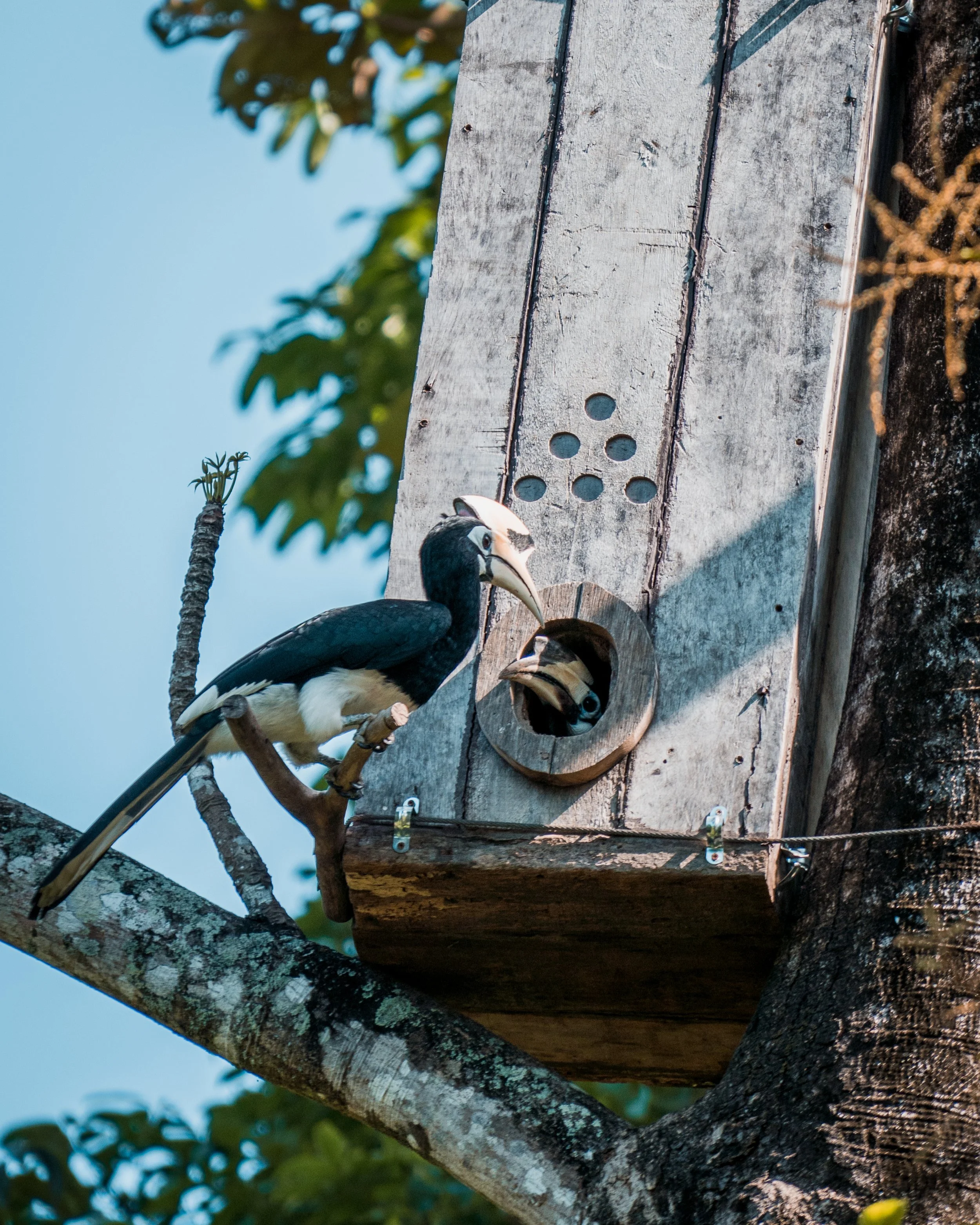Six Senses Yao Noi - Hornbill house.jpg