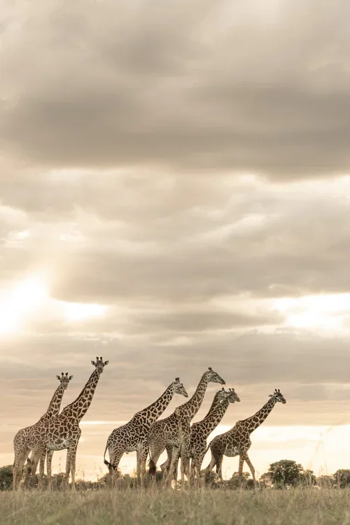 Singita+Sabi+Sand_Giraffes_Ross+Couper (1).webp