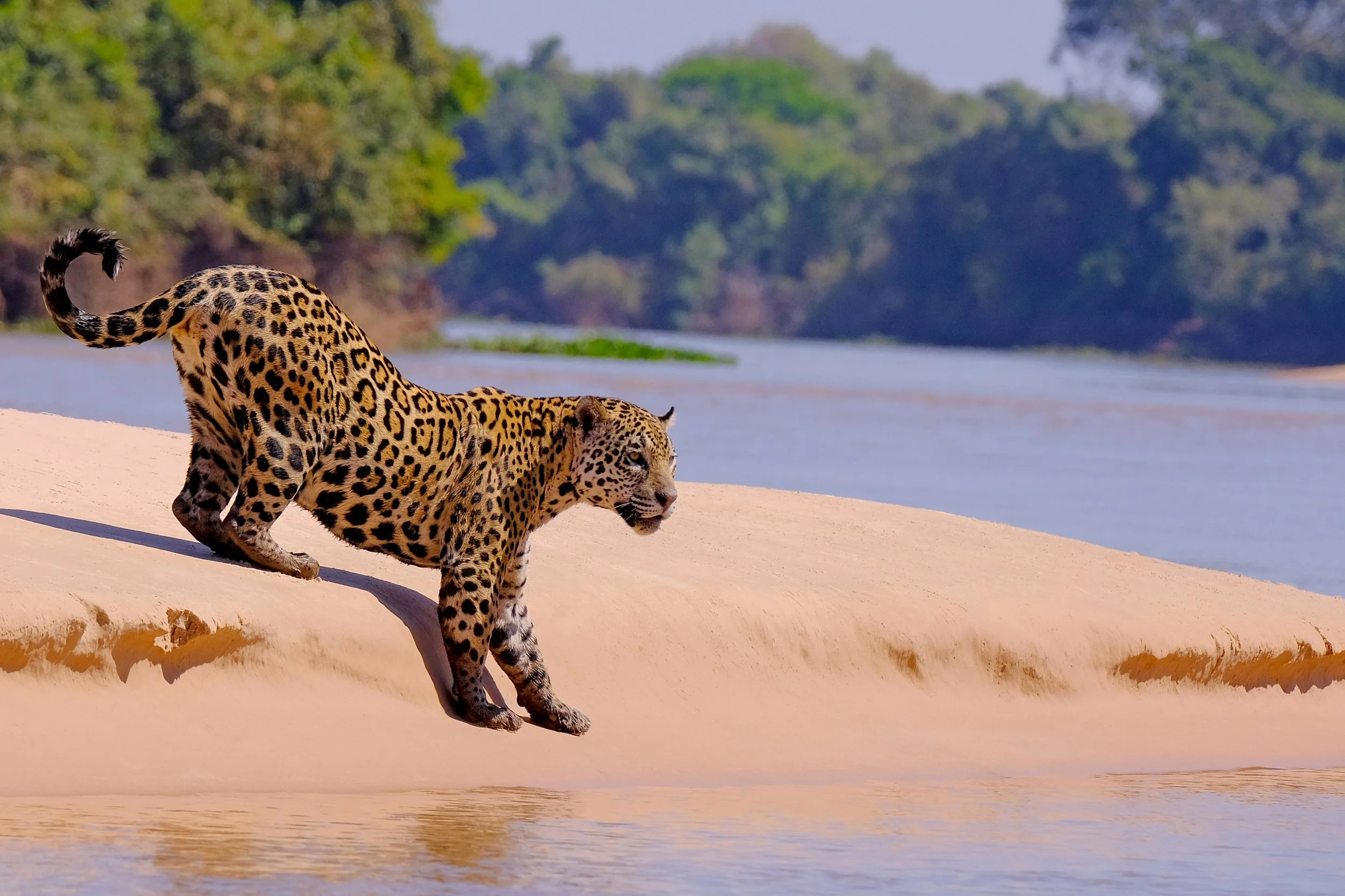 Pantanal - Landscapes & Wildlife.jpg