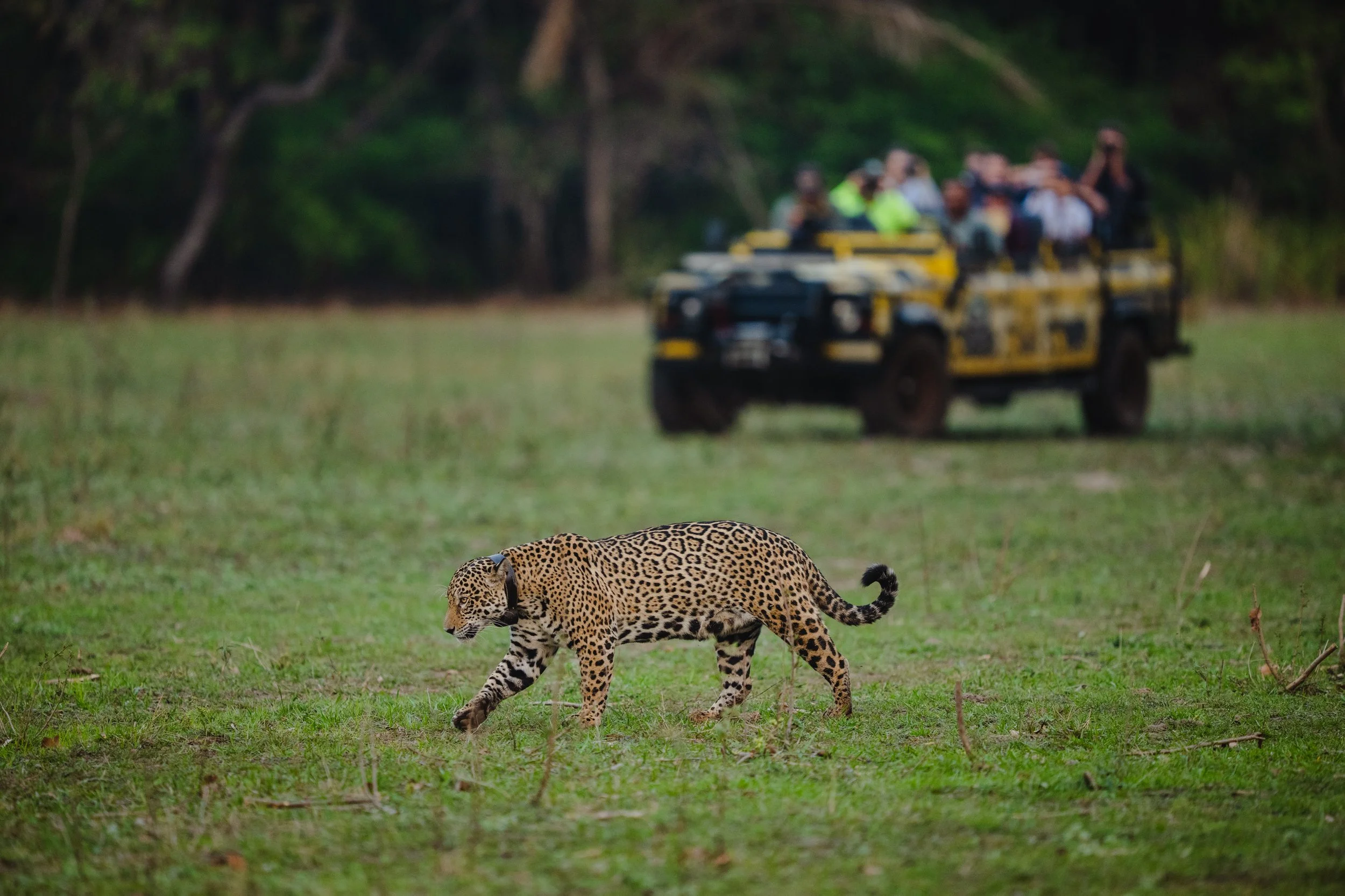 4. Pantanal.jpg