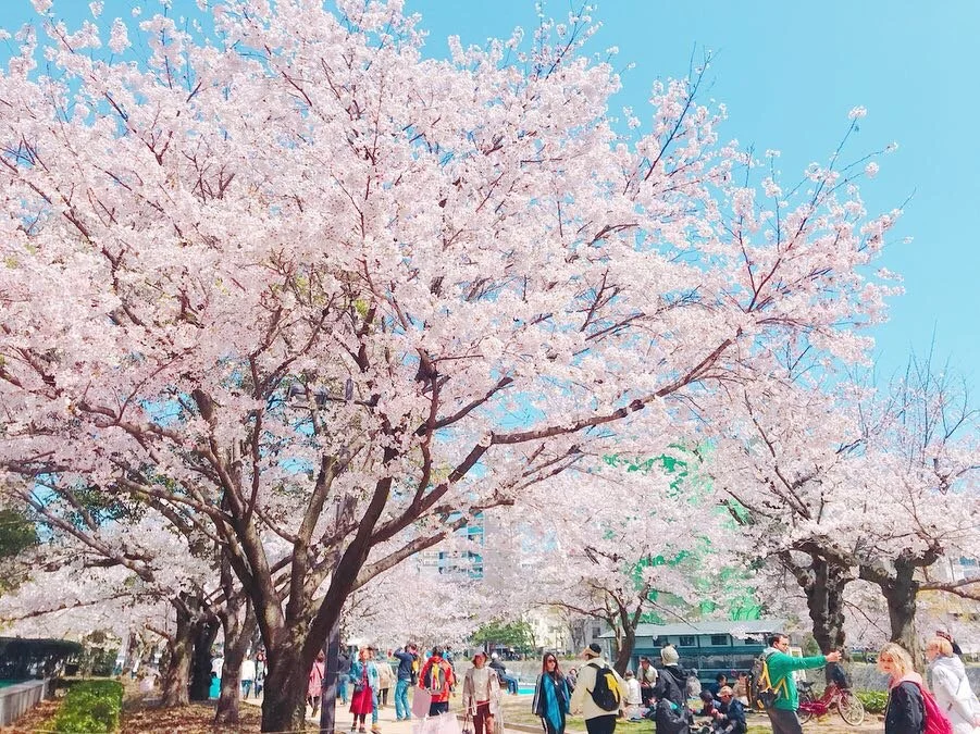 Hiroshima Peace Memorial Park(平和公園桜） (2).jpg
