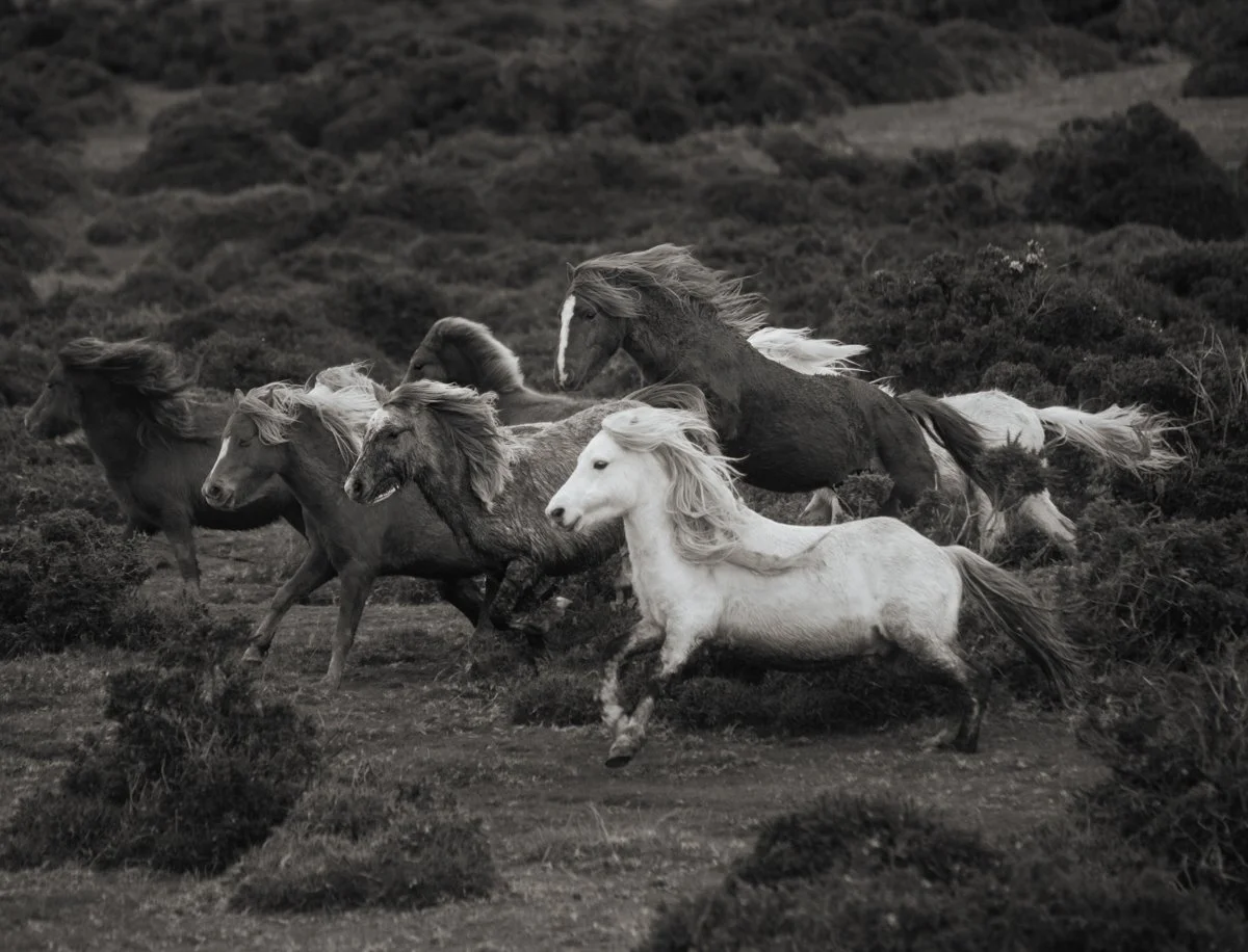 Carneddau Ponies
