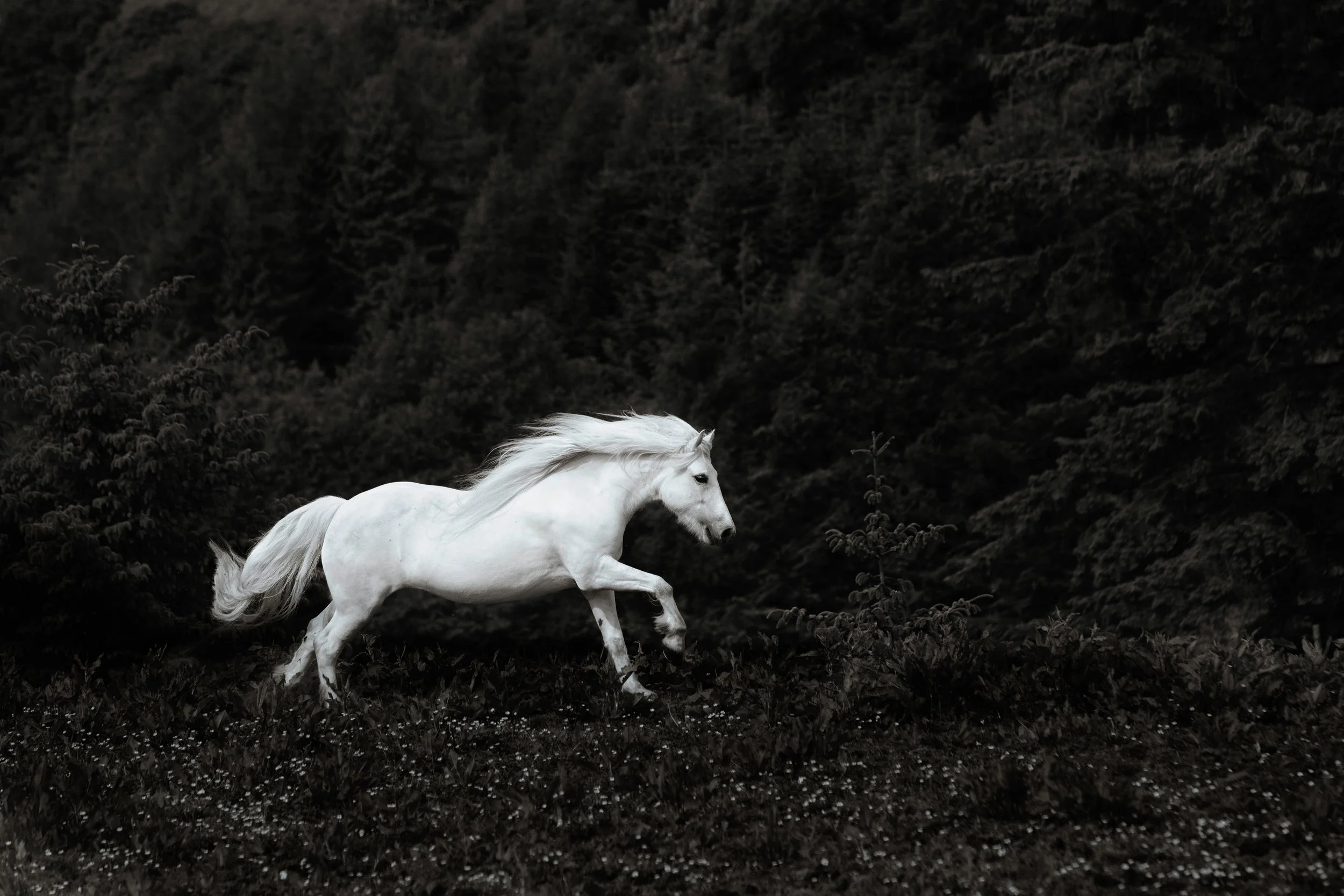 Highland-7.jpg