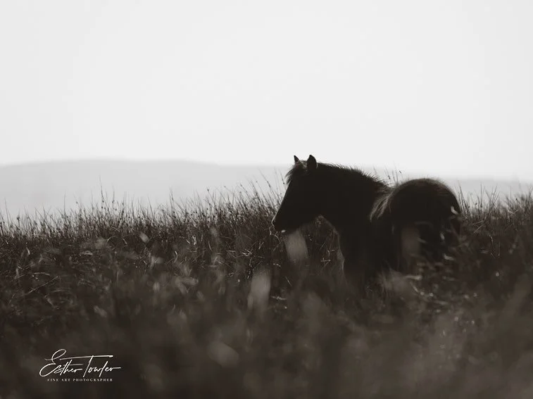 High up in the Pennine moors, these beautiful rare native breed Dales Ponies roam free. 

Up there, all you can hear is the whisper of the wind, munching of the grass and feel a soulful presence as the ponies watch from afar. &hearts;️ 

#dalespony #
