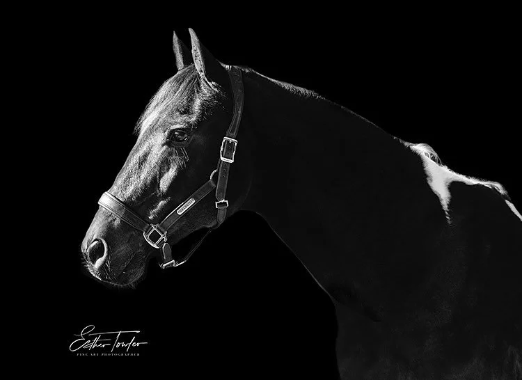 Really looking forward to tonight&rsquo;s heart horse viewing &hearts;️ as you can see Oz is very handsome and very special to his owner. 

In the next few days, I&rsquo;ll be putting out another Heart Horse exhibition call for horse owners who would