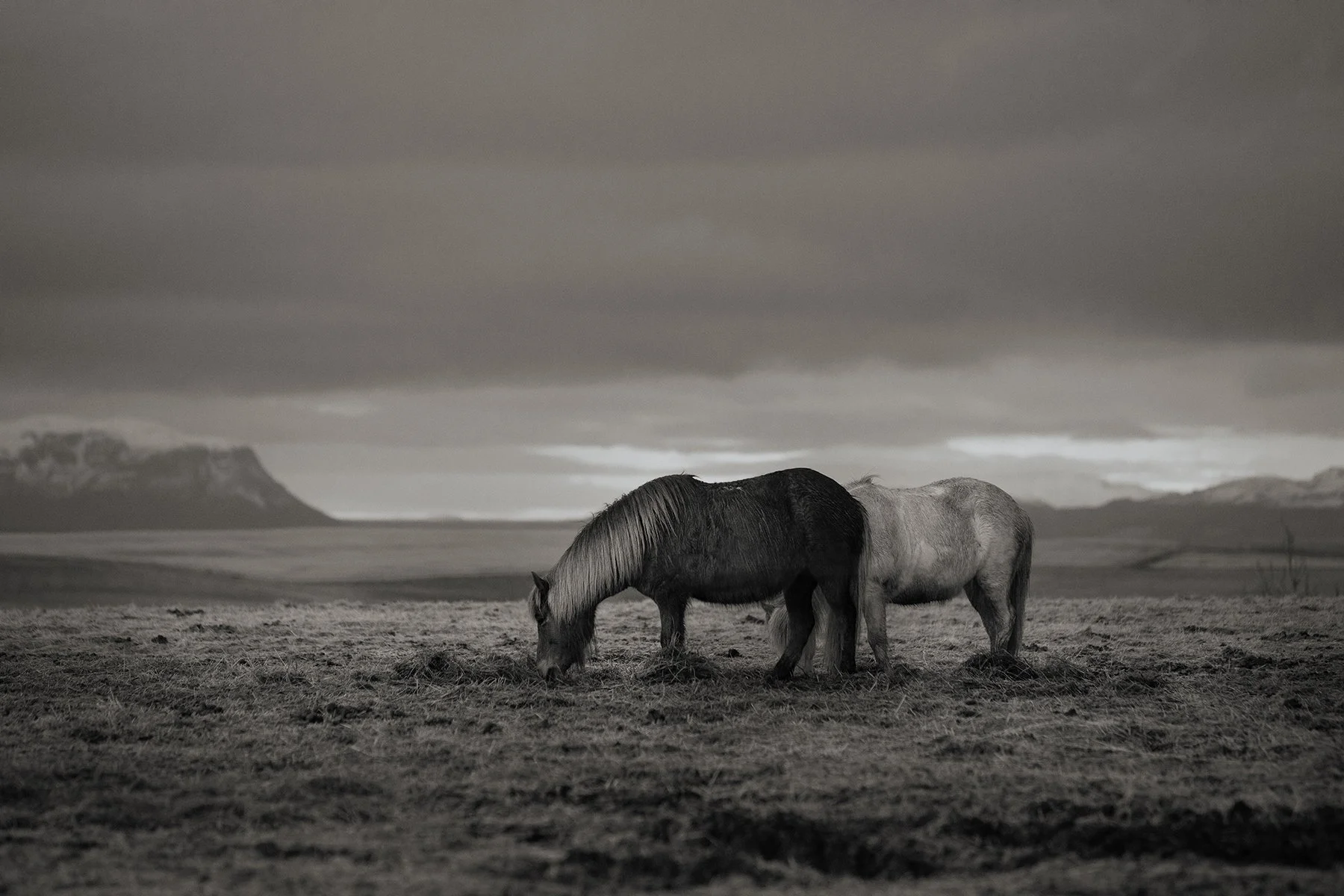 Icelandic Horses
