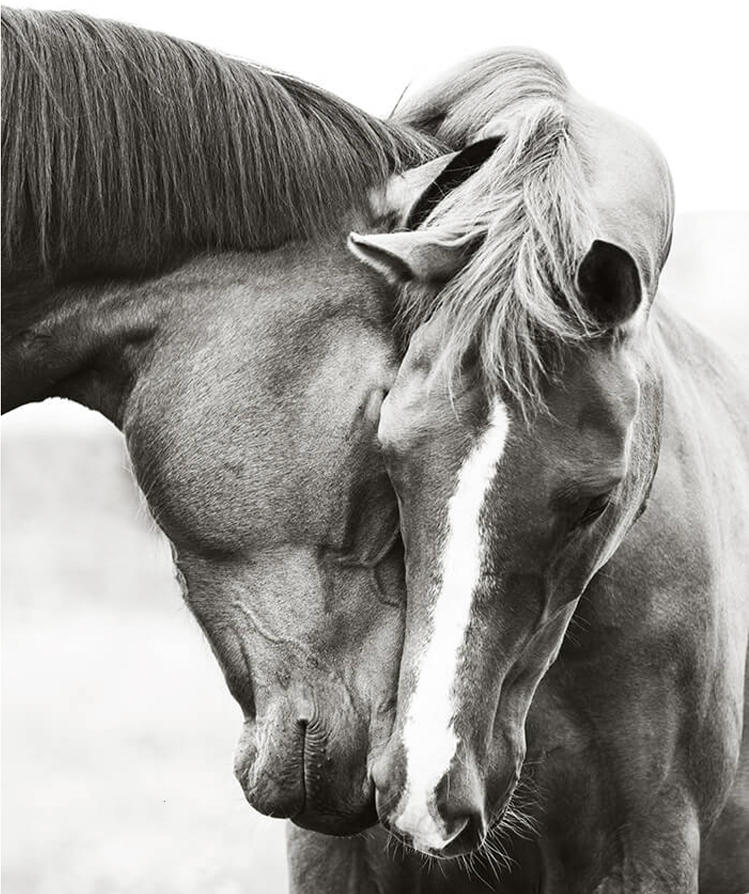 Nature, Horses and Other Animals -The Sacred Bond