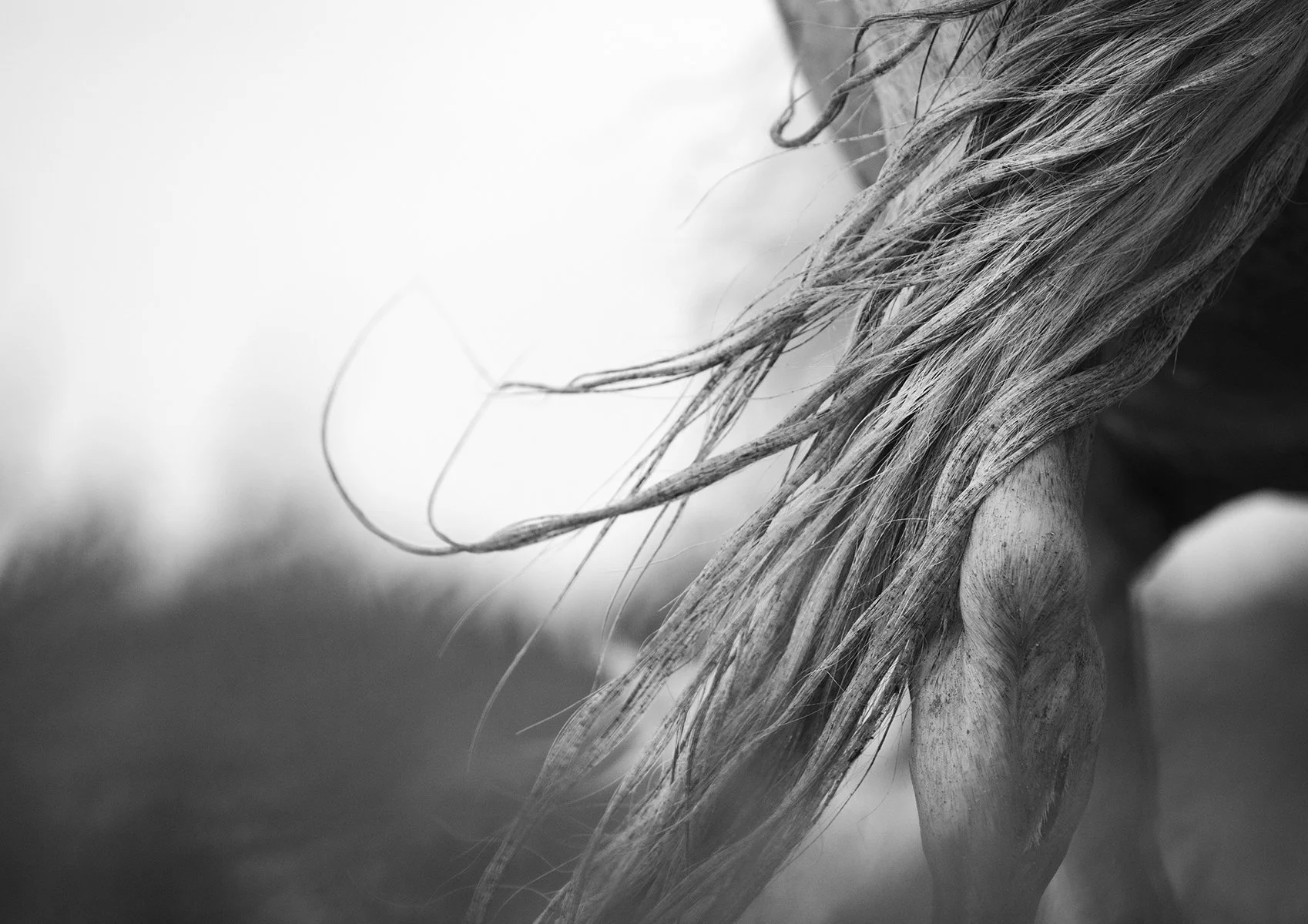 The White Horses of Camargue