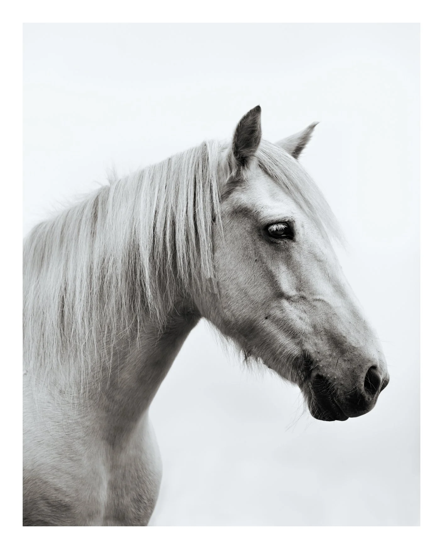 Embracing the Spirit of Eriskay Ponies