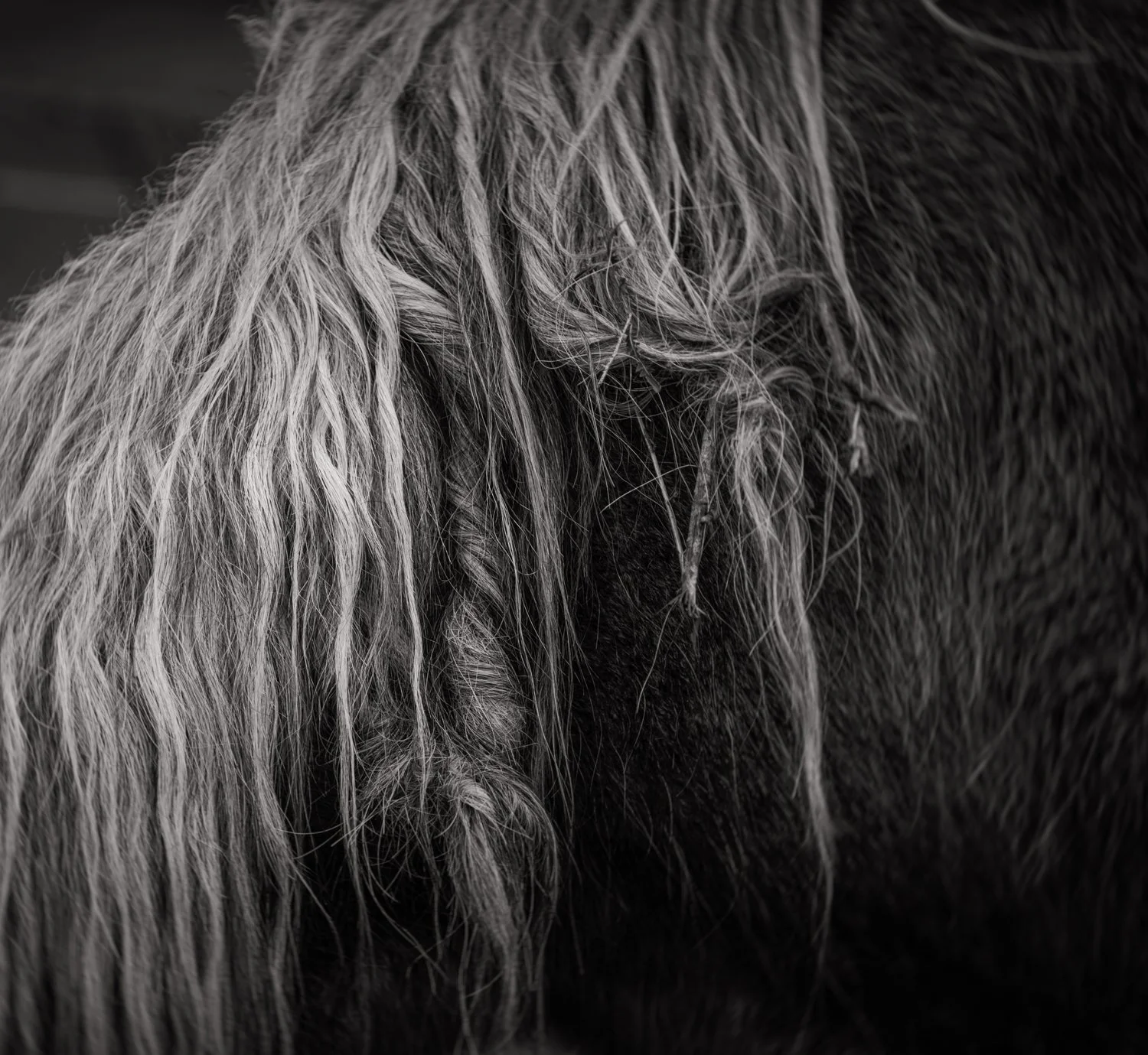  The Horses of Holy Isle