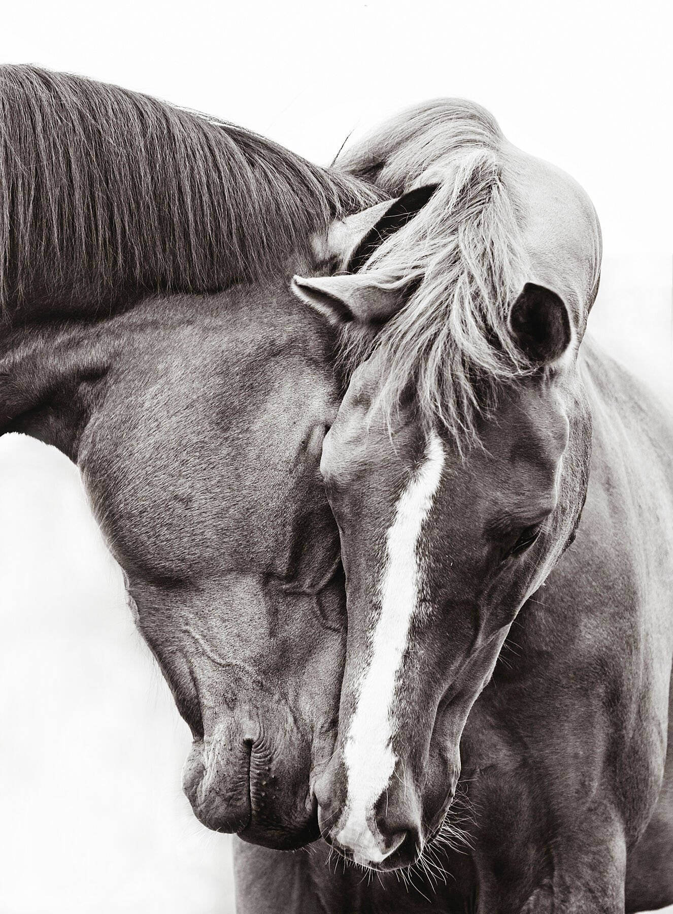 Two horses touching heads, one with a darker coat and longer mane, the other with a lighter coat and white stripe on face, in a black and white photo.