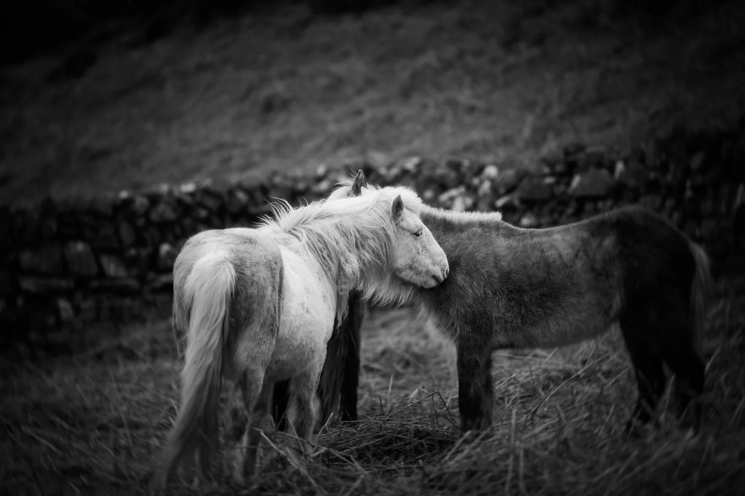 Holy Isle Aprilweb-9.jpg