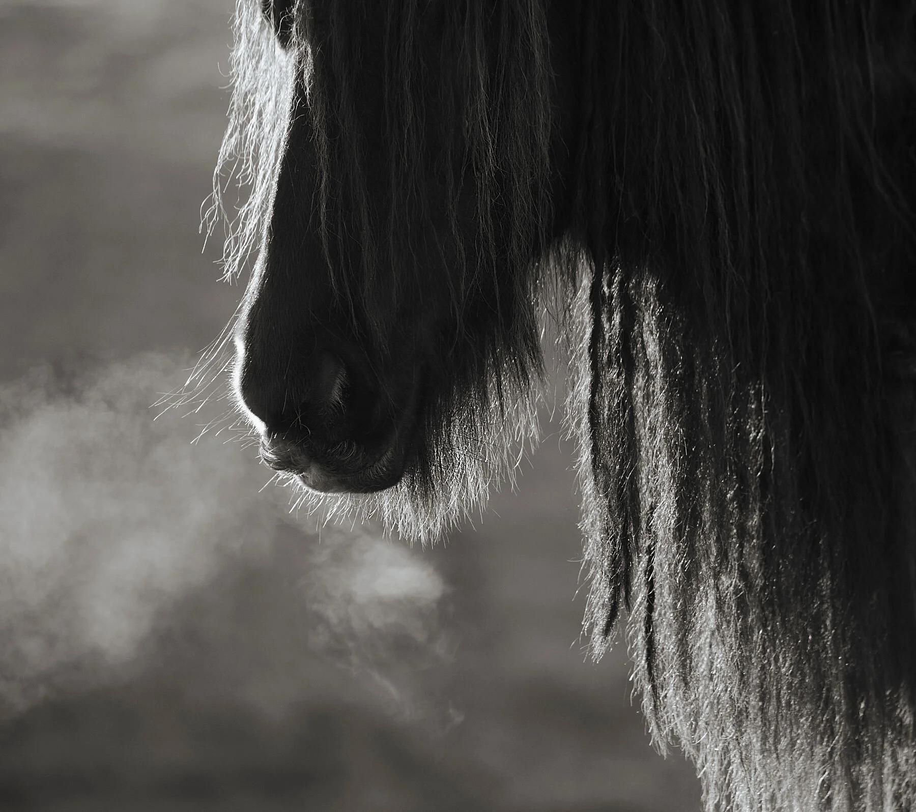 Dales Pony  "Guardian of the Dales"