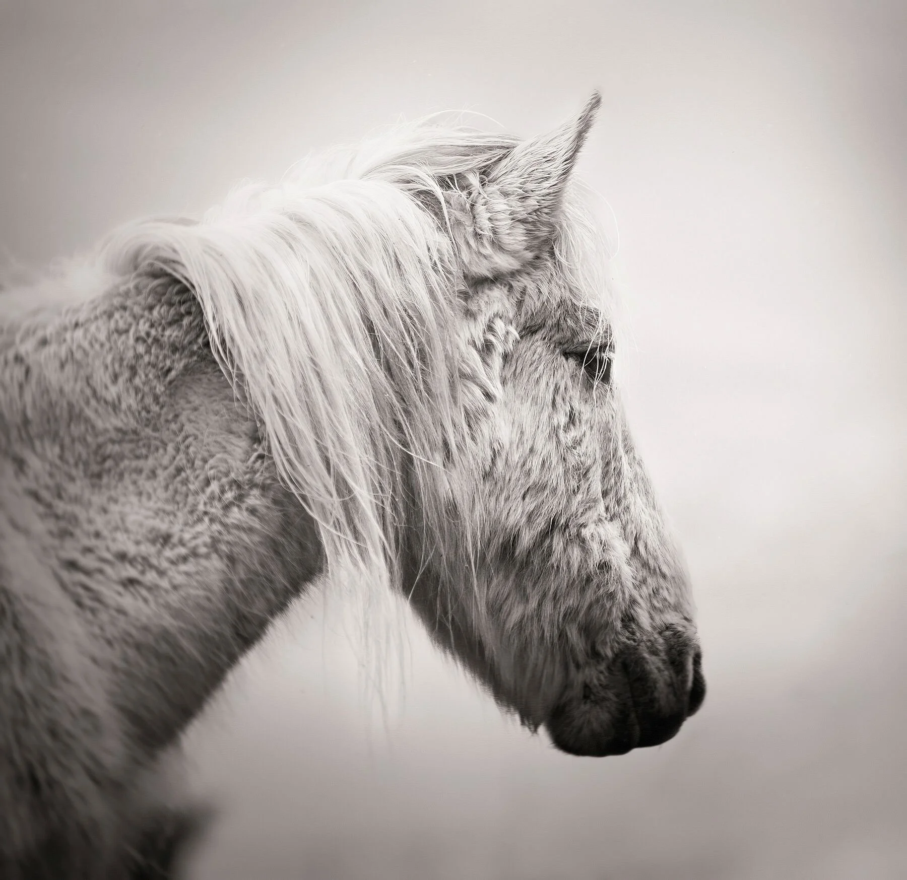 Eriskay Pony "Heirloom of the Isles"