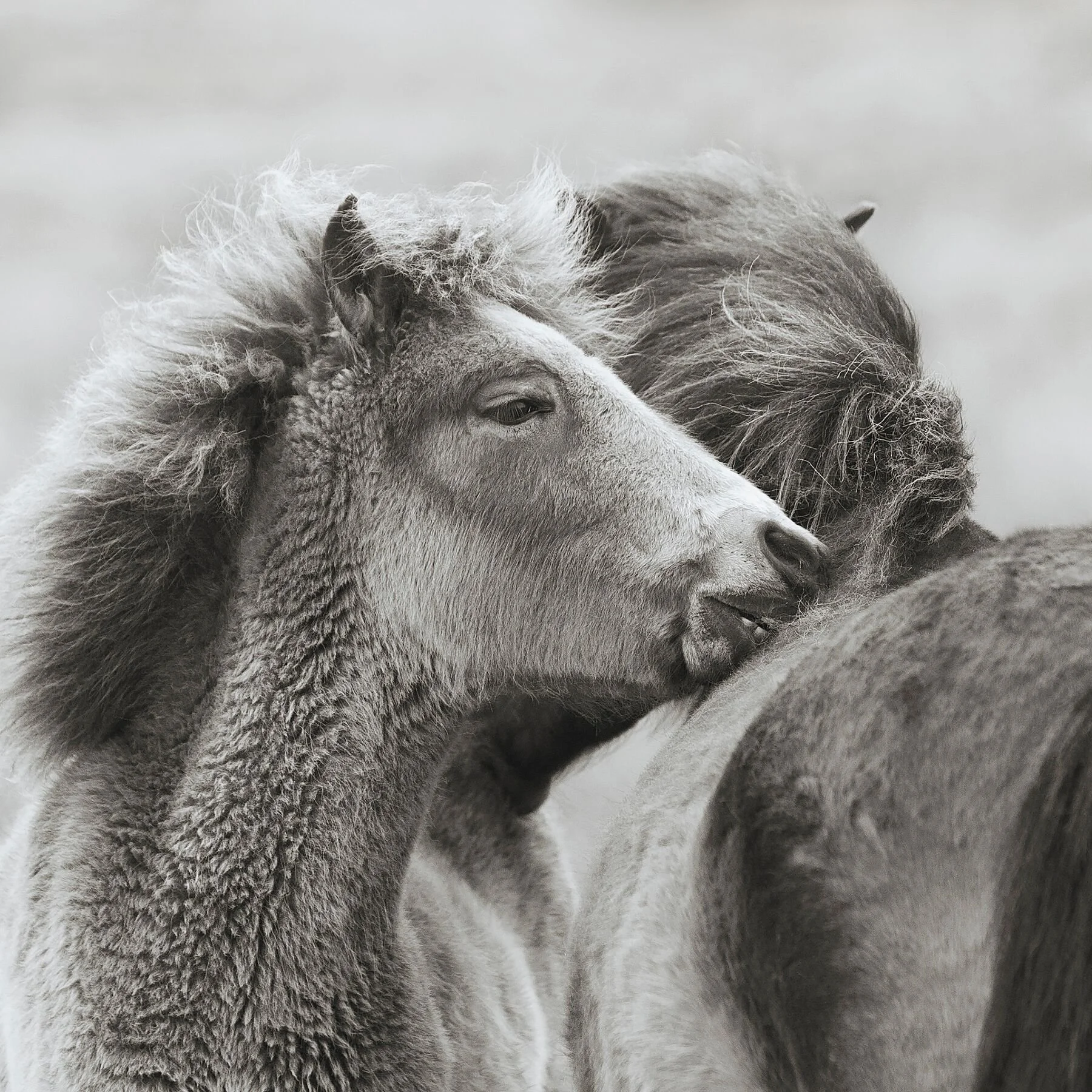 Exmoor Pony    "Soul of the Moor"