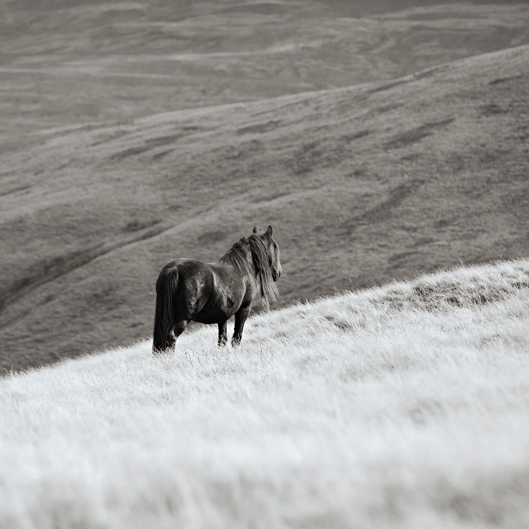 Fell Pony  "The Fell Spirit"