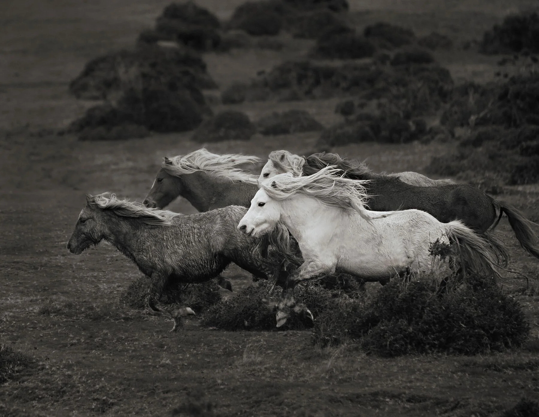Carneddau Ponies -Mountain Magic