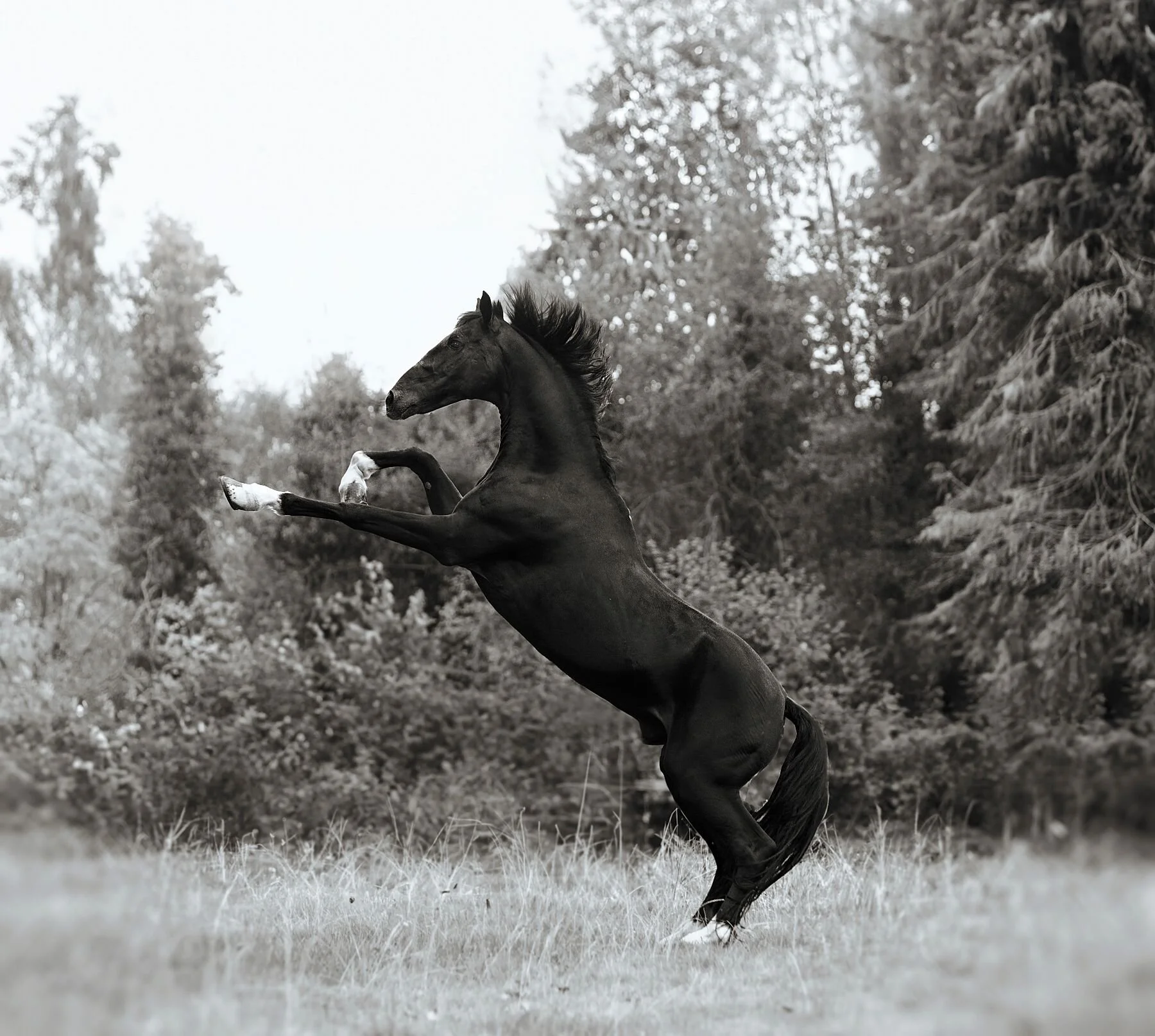 Hackney Horse & Pony  "The High Stepper"