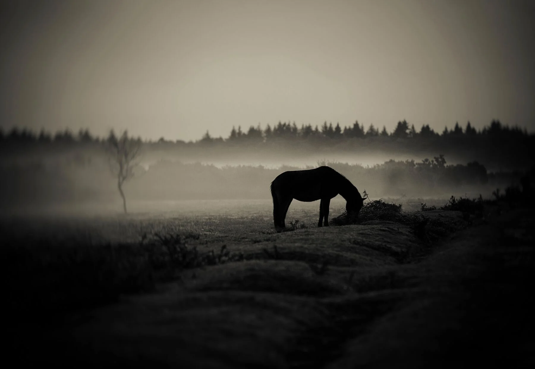 New Forest Pony - Wild and  Free