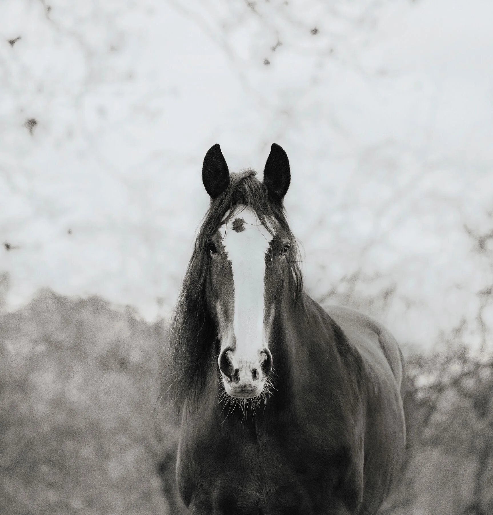 Shire Horse  "The Mighty Heart"