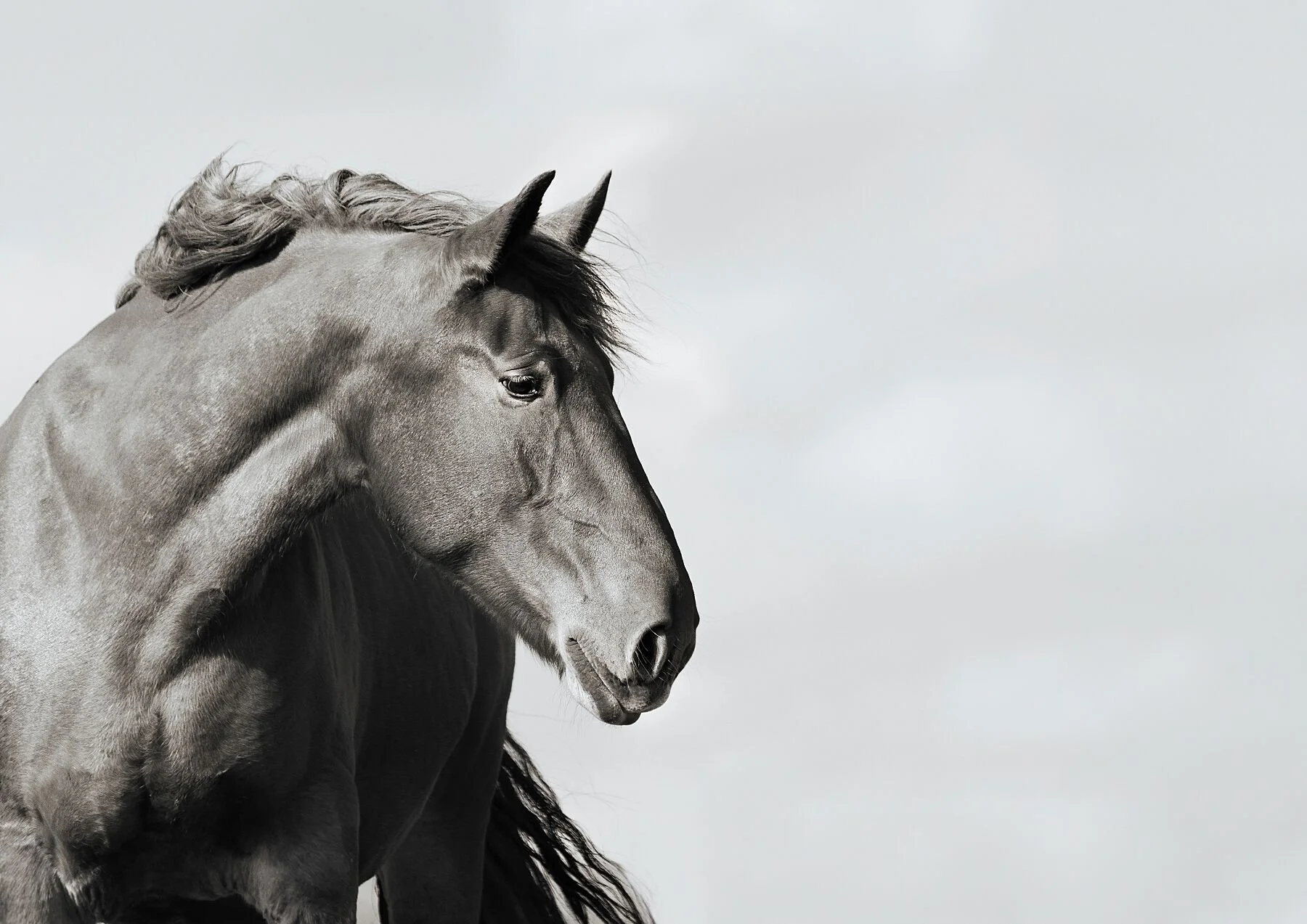 Suffolk  Horse - The Gentle Giant