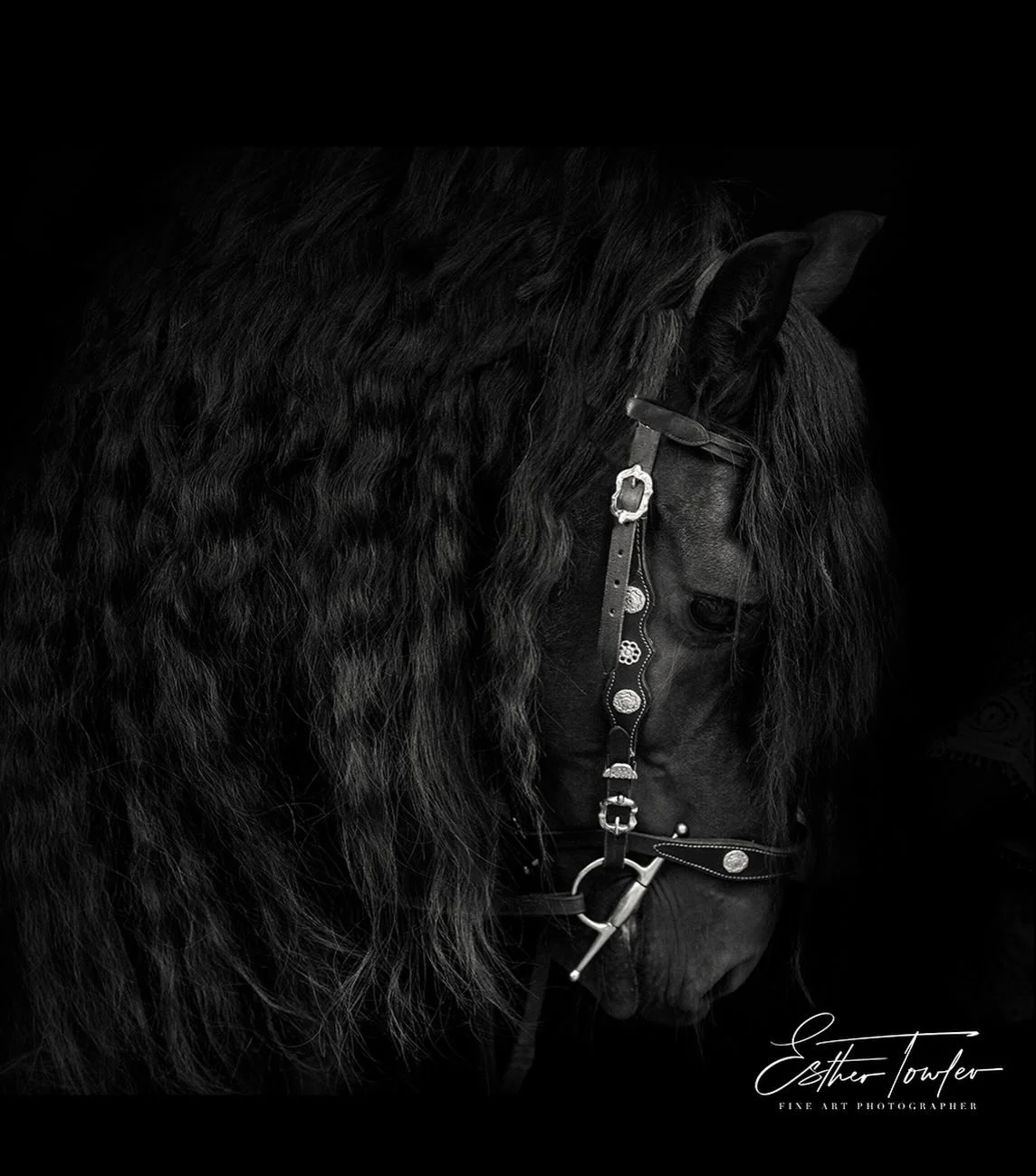 March Featured Horse - Applications Open! 

Each month I select one horse to feature in my ongoing fine art portrait series.
Selected participants receive a complimentary equine fine art photography session, beautiful museum-quality 10&times;8&rdquo;