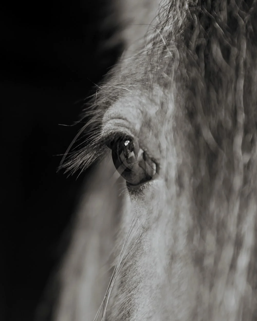 Quick Update: Featured Horse Applications 🙂

Hi everyone! Just a heads up we had a small technical hiccup with the Featured Horse application forms, so if you tried to submit one recently and it didn&rsquo;t go through, I sincerely apologise!

The g