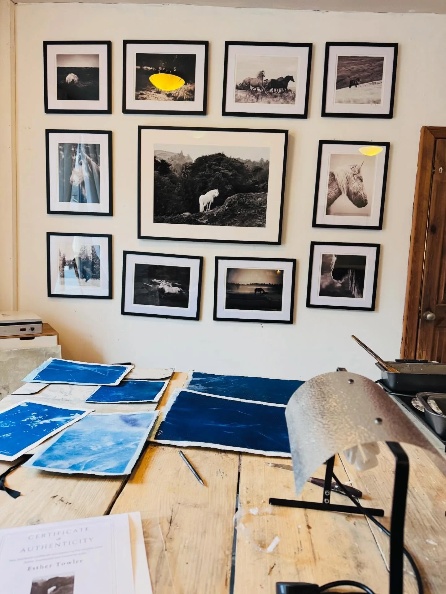 Studio days 💙
This morning I had the lovely experience of welcoming a collector into my studio to see my work in person. We spent time talking about the Wild Hearts book, the stories behind the rare breeds, and the Elemental cyanotypes drying on my 