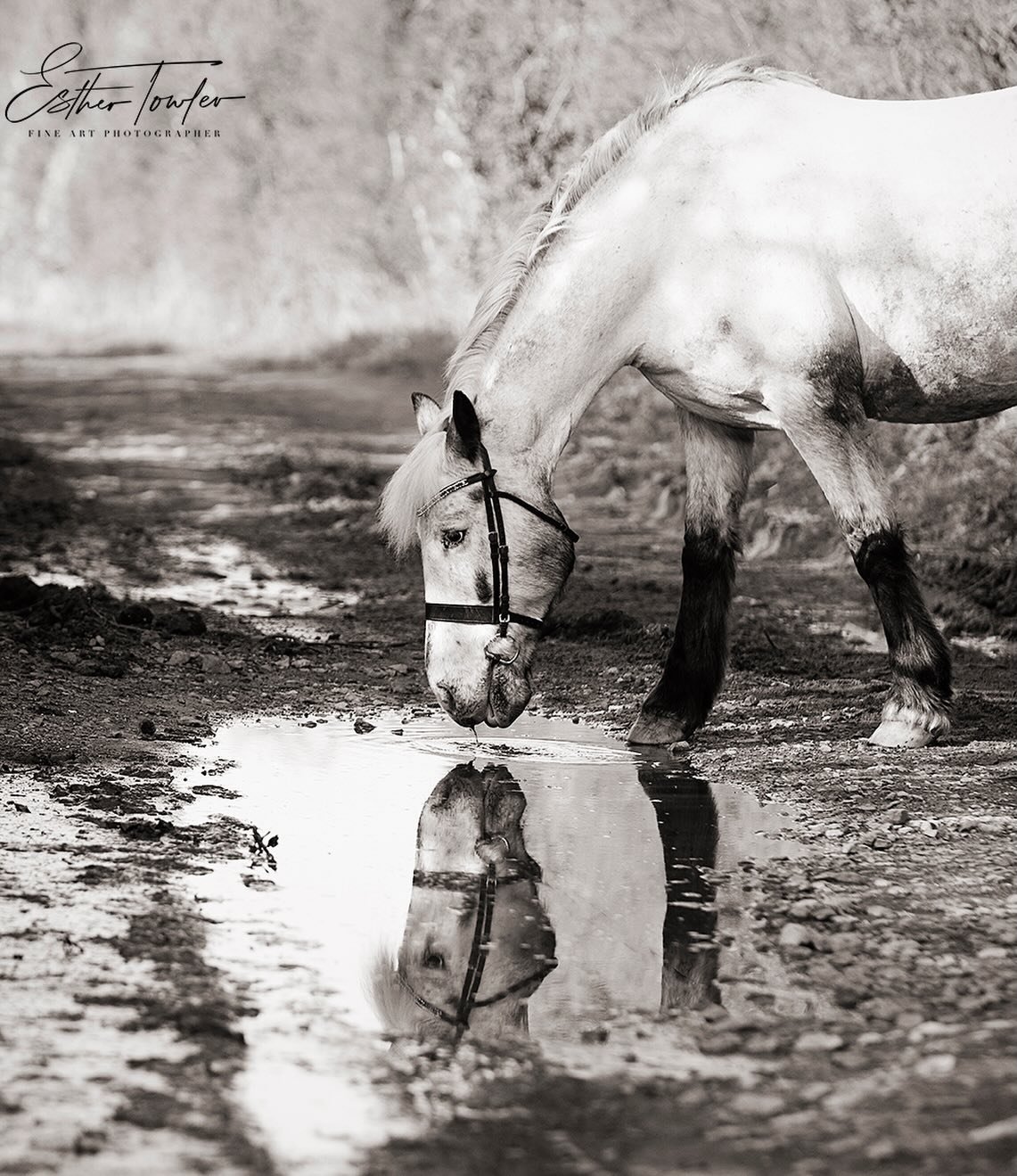 Remy&rsquo;s owner always says he&rsquo;s beautiful inside and out.

On the day of his shoot, it seems Remy already knew. 🤍🐴

I&rsquo;m so looking forward to welcoming his family to their viewing this evening.

#equine #equestrianart #HorsePhotogra