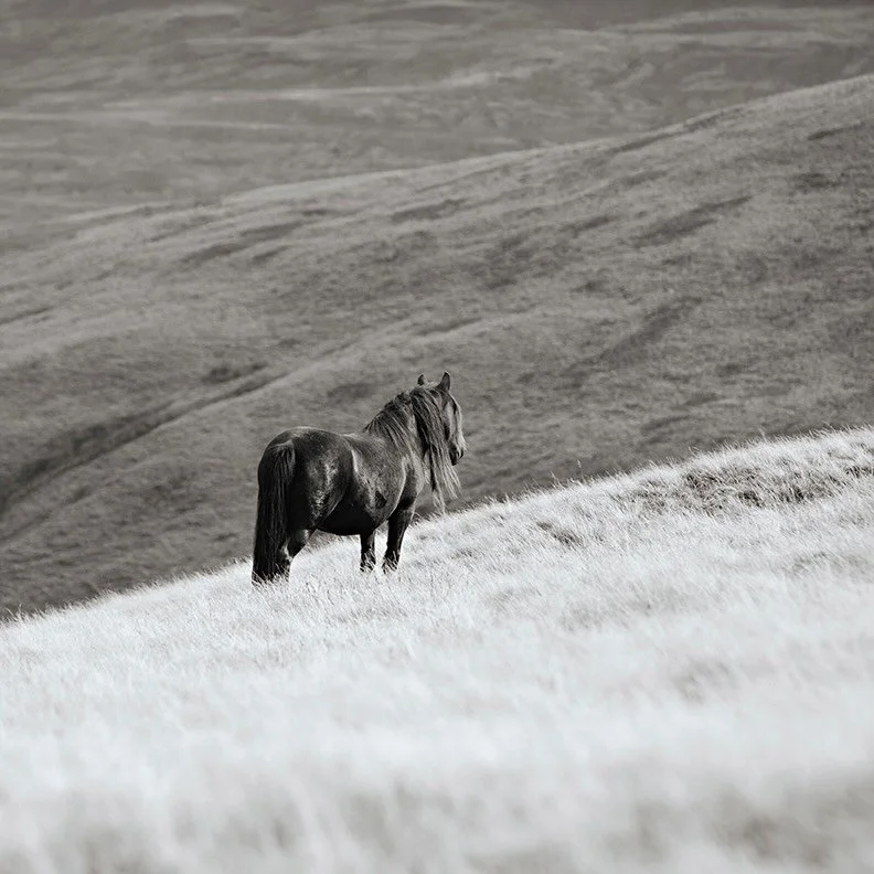 Today I was interviewed by a student journalist about the displacement of nature: and it got me thinking deeply about my Wild Hearts project, our disappearing rare native breeds, and something much closer to home.
I&rsquo;ve written a blog post about
