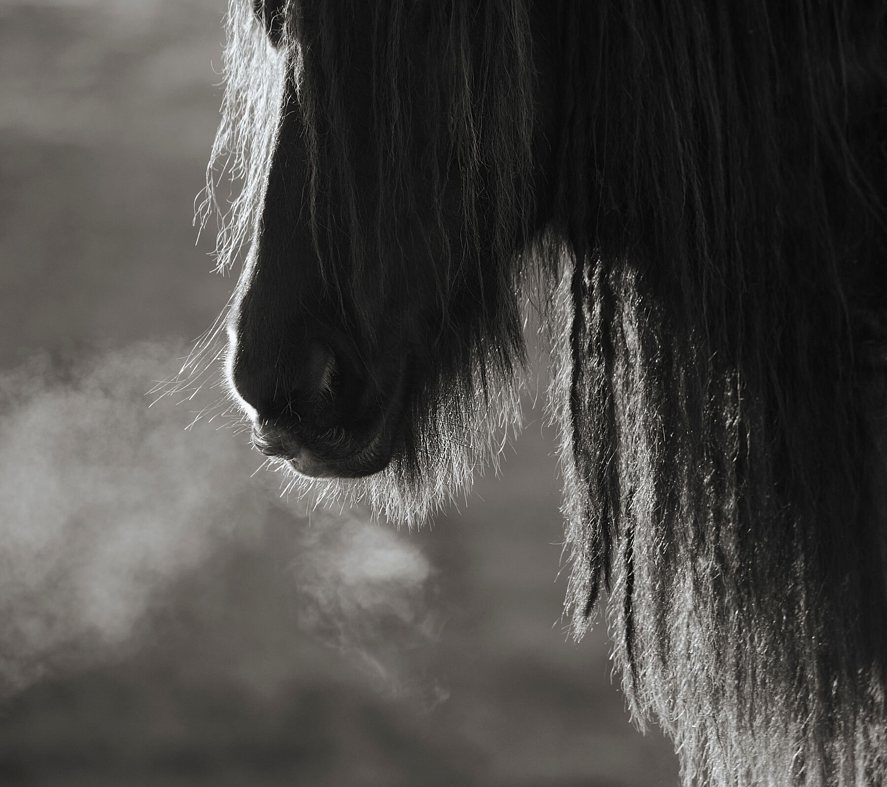 Wild Hearts -Dales Ponies