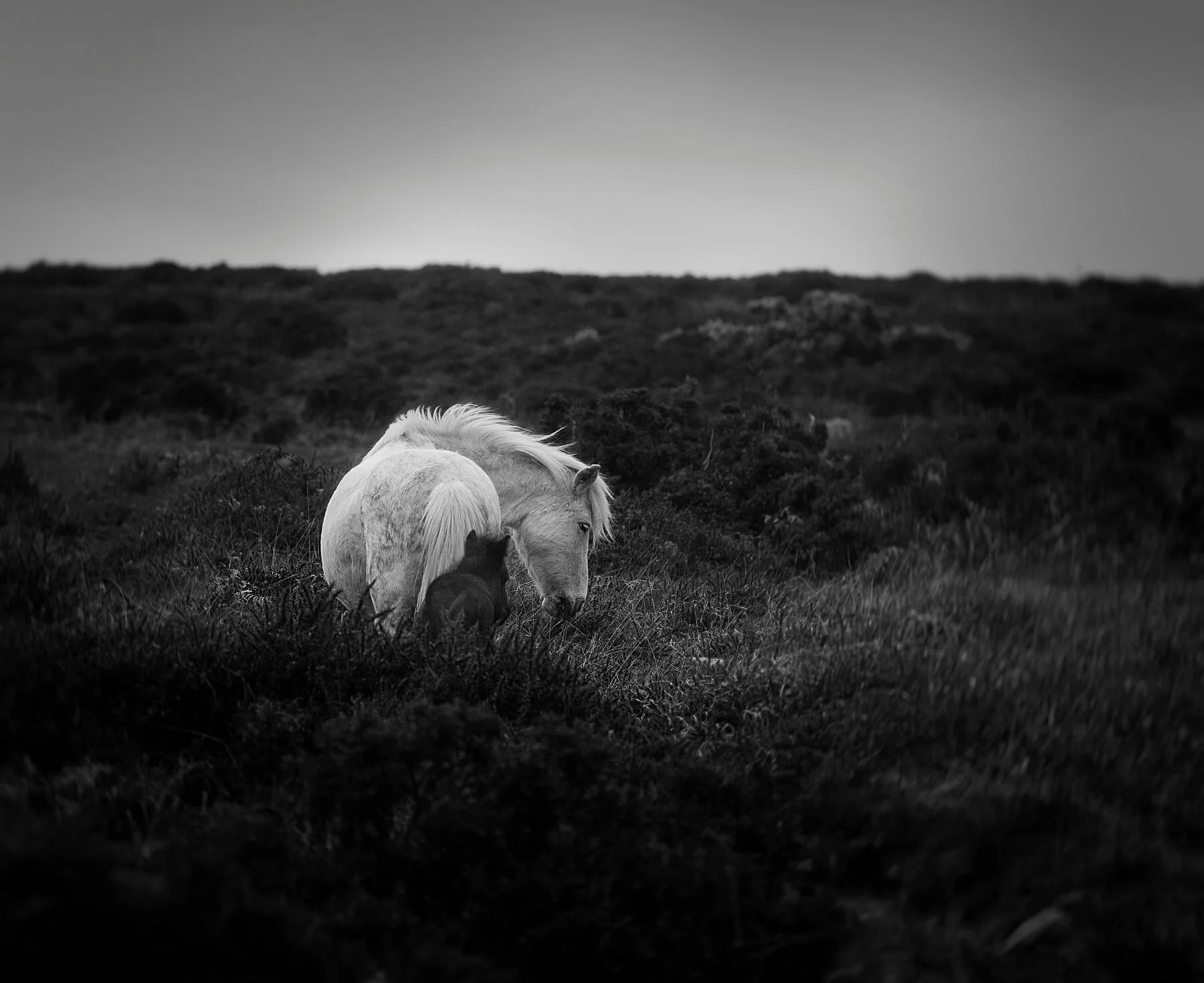 Wild Hearts - Dartmoor Ponies