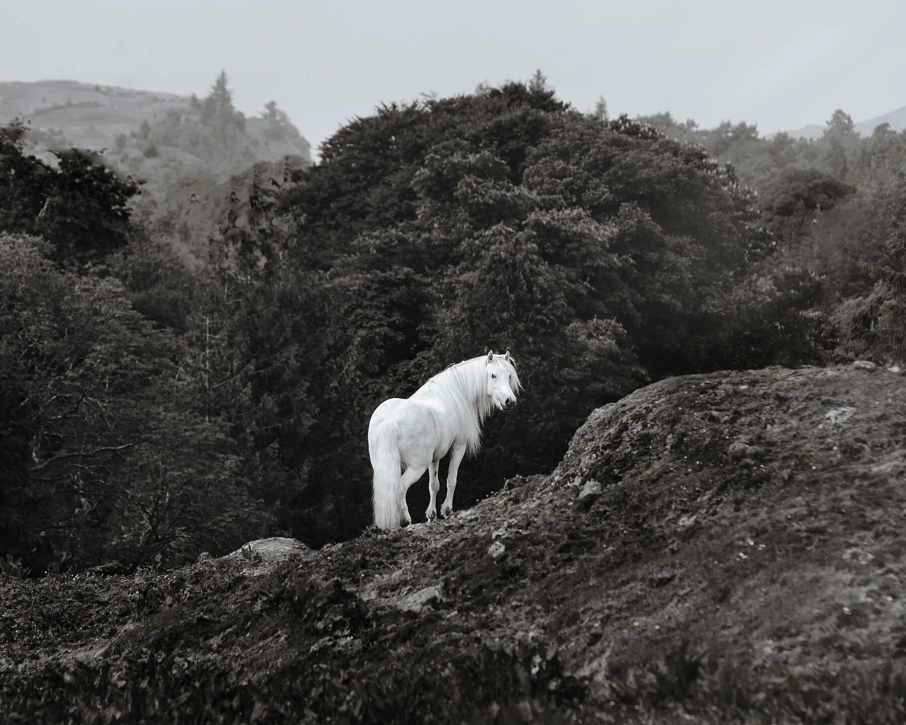 Wild Hearts - The Highland