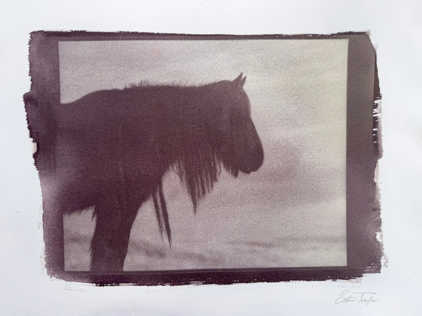 Something very special is in the making. 

This print is an artist's proof, the first piece from an upcoming collection I've been quietly working toward for some time.

Thirteen rare native horse breeds. Thirteen original Van Dyke Brown prints. One p