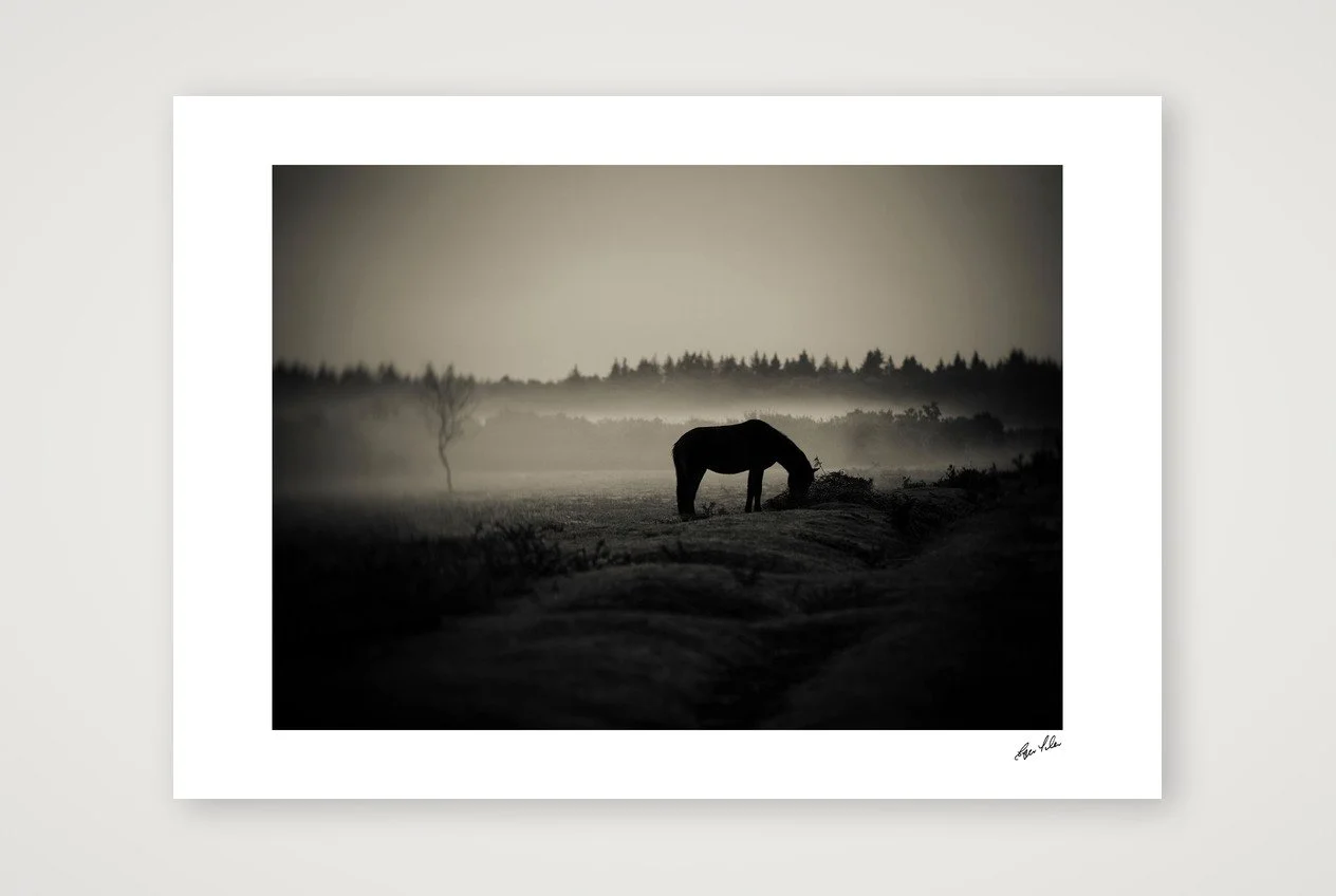 Wild Hearts - The New Forest Pony