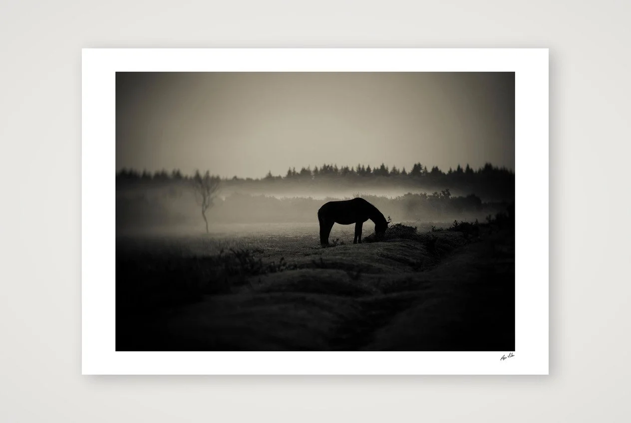 Wild Hearts - The New Forest Pony
