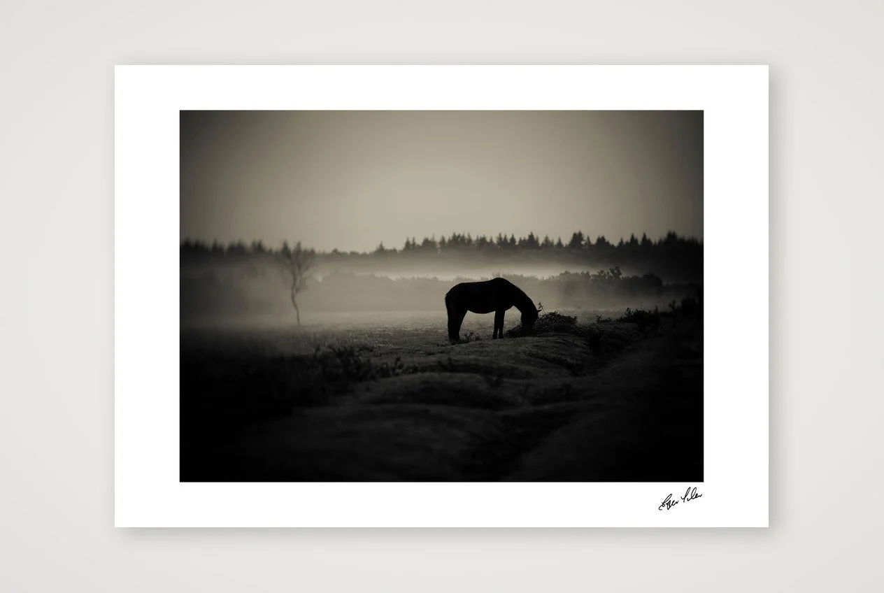 Wild Hearts - The New Forest Pony