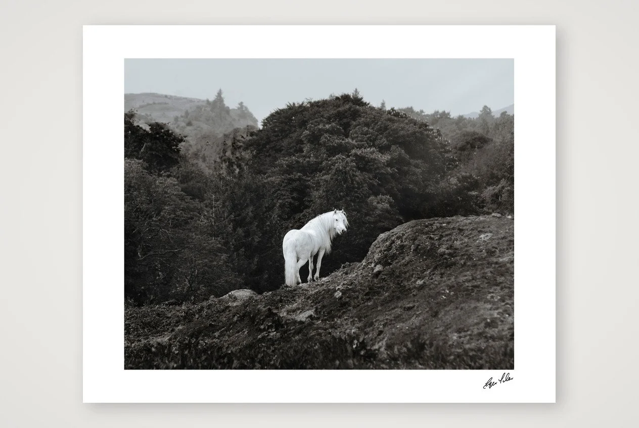 Wild Hearts - The Highland
