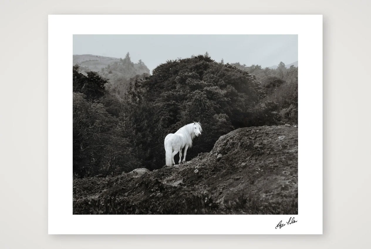 Wild Hearts - The Highland