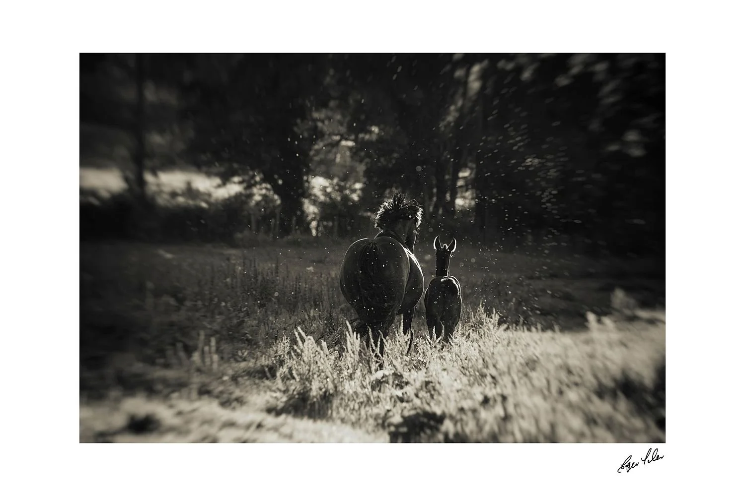 preview_f9608de2_49d341e9.jpg